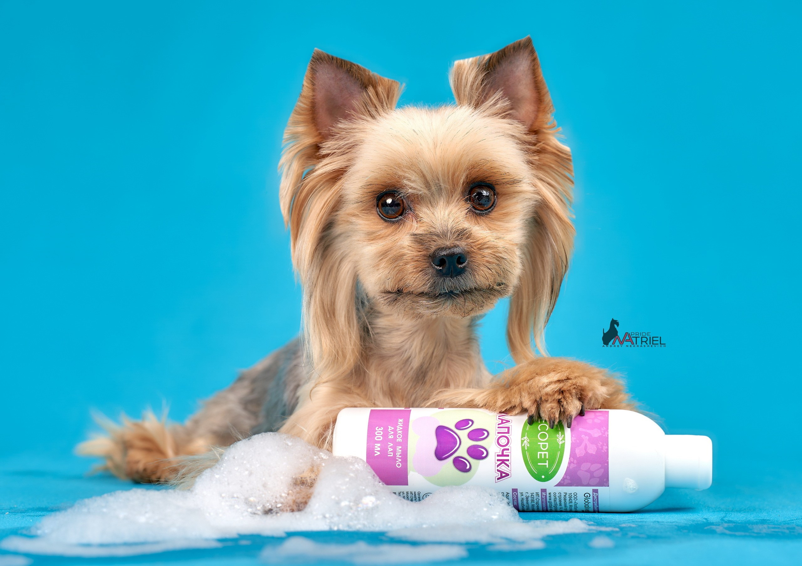 Реклама с животными — галерея NATRIEL