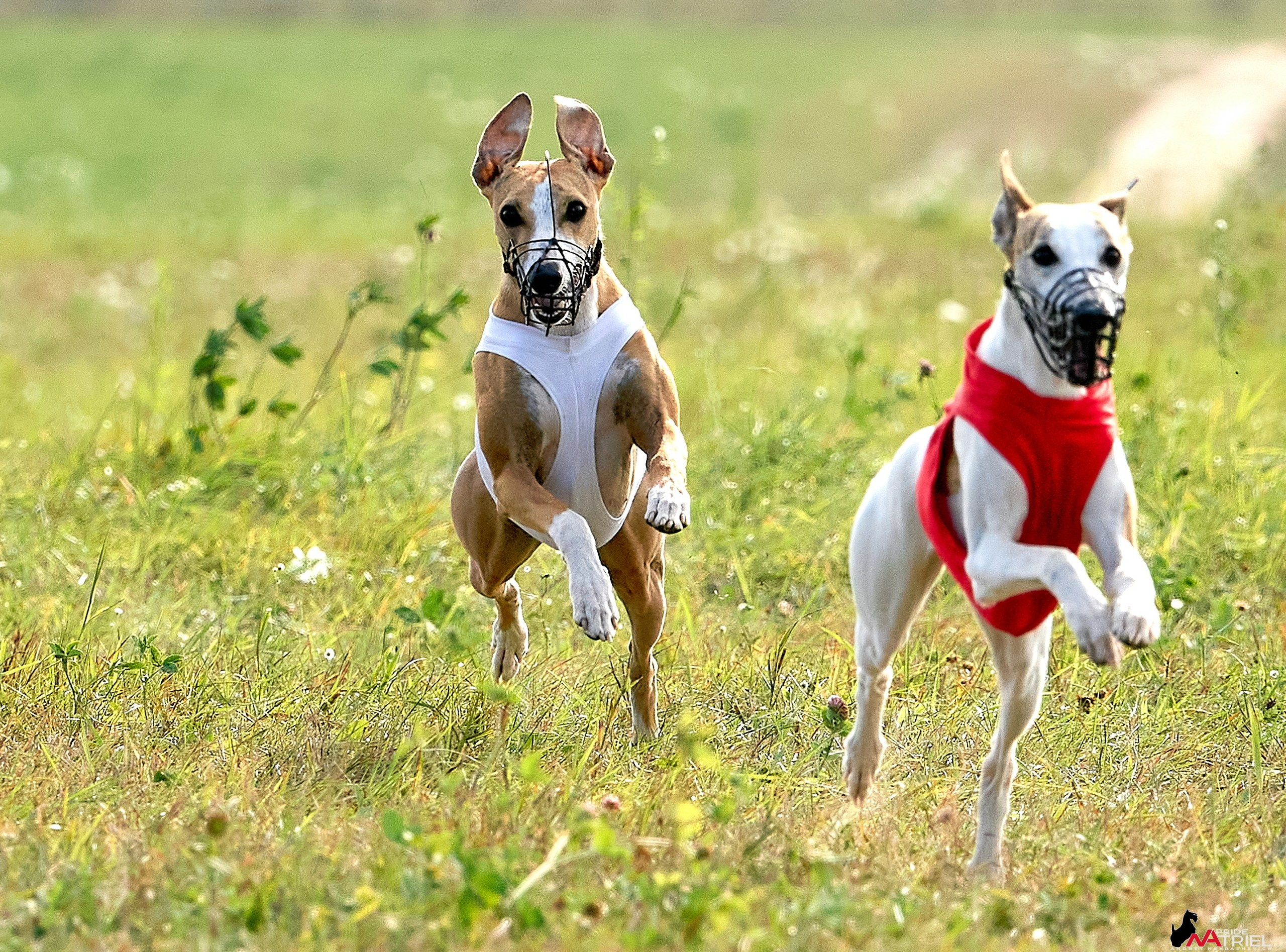 Съемка курсинг — галерея NATRIEL