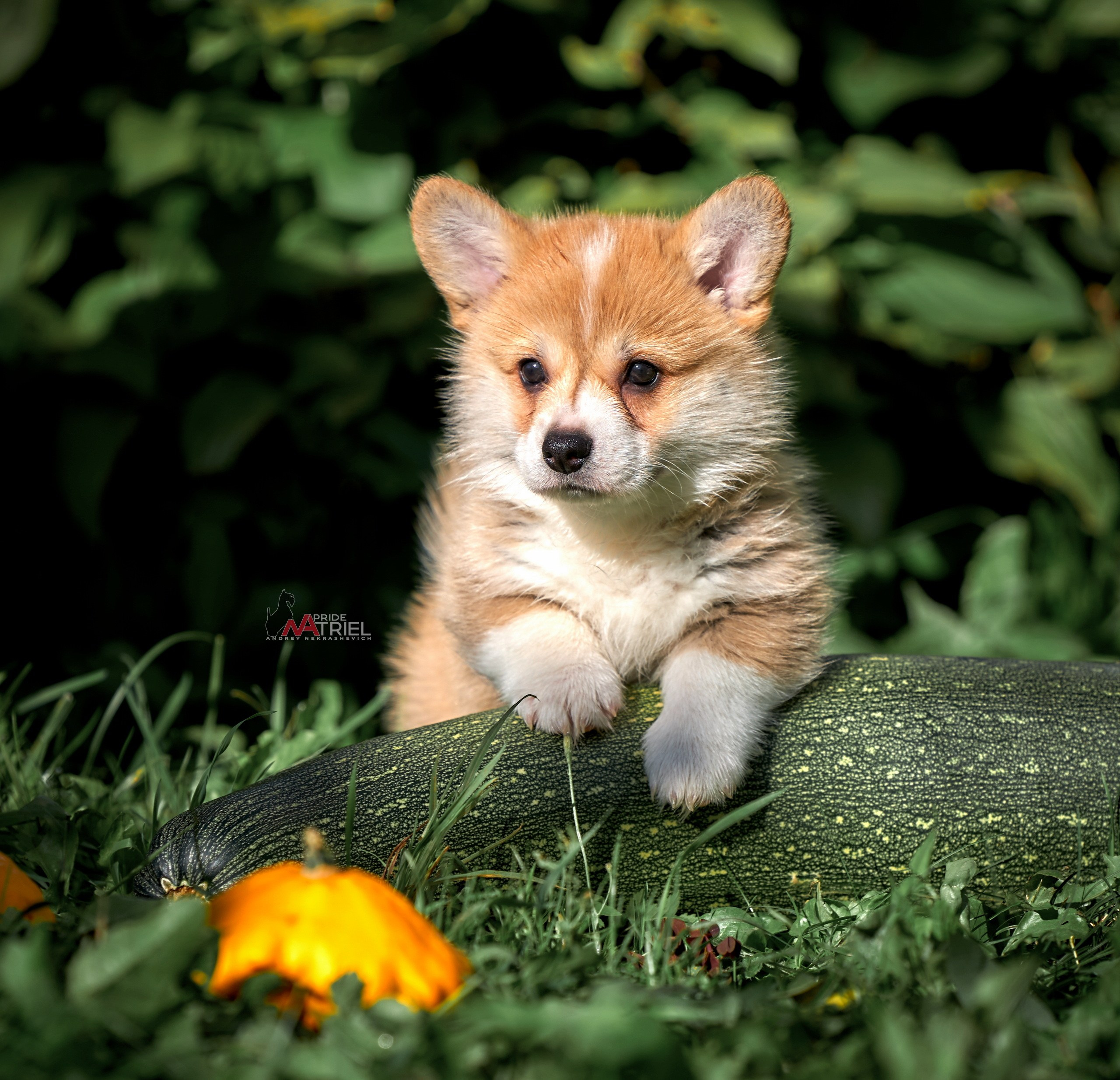 Щенки на прогулке — галерея NATRIEL