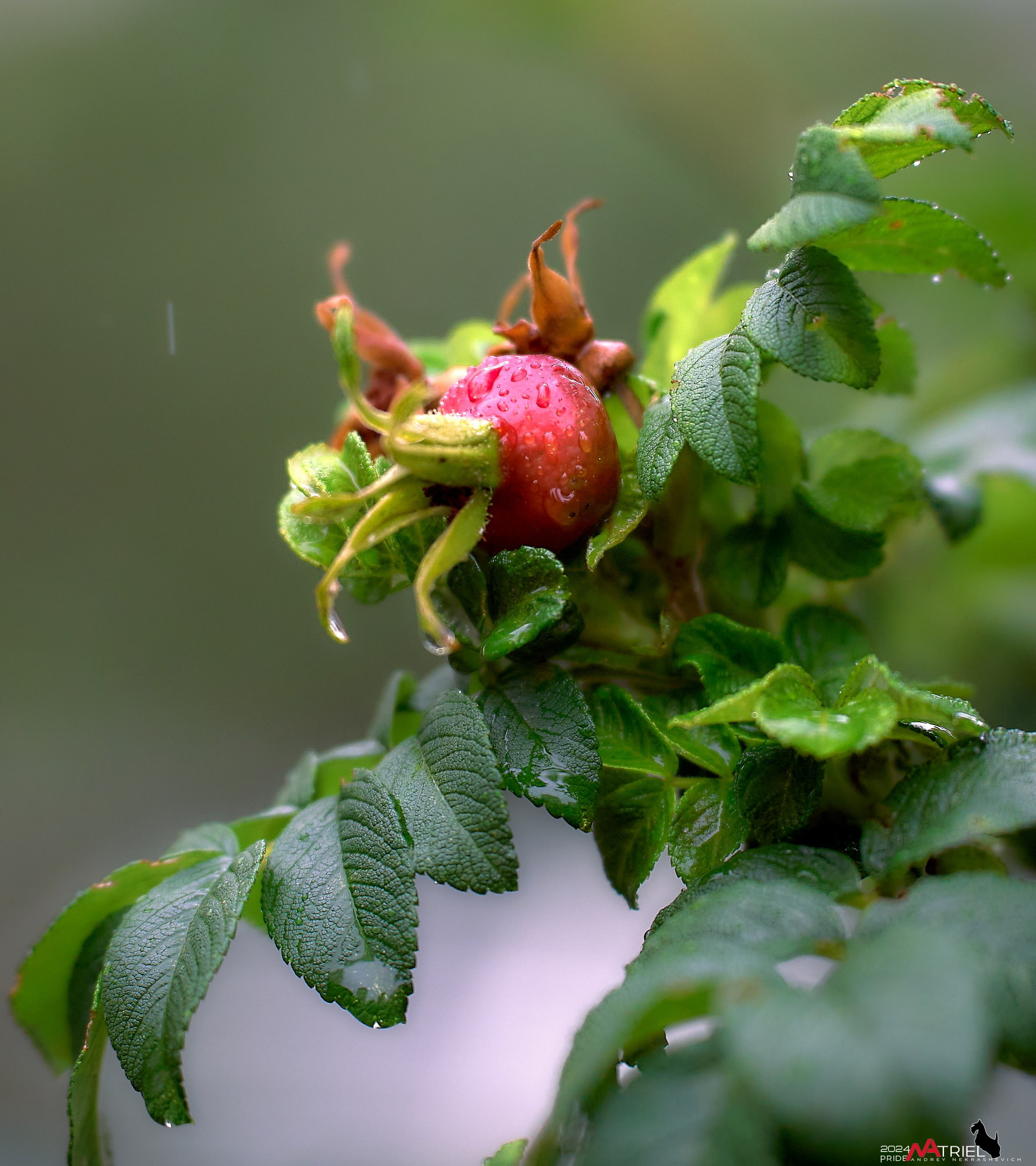Съемка природы после дождя
