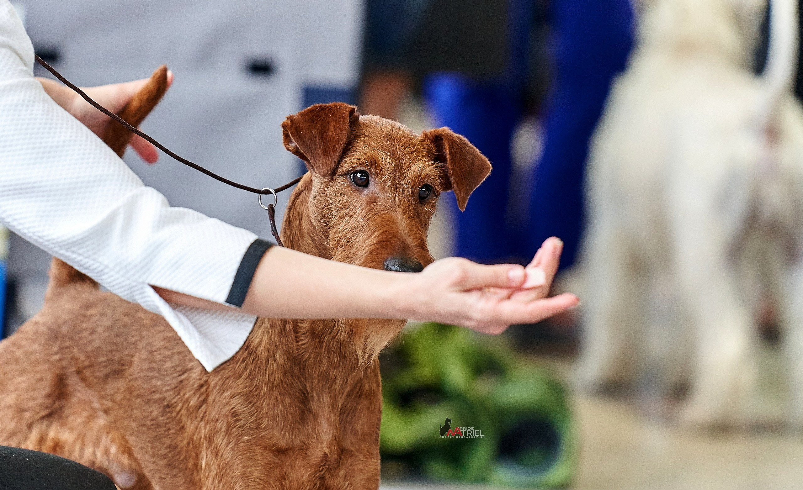 Работа в рингах — галерея NATRIEL