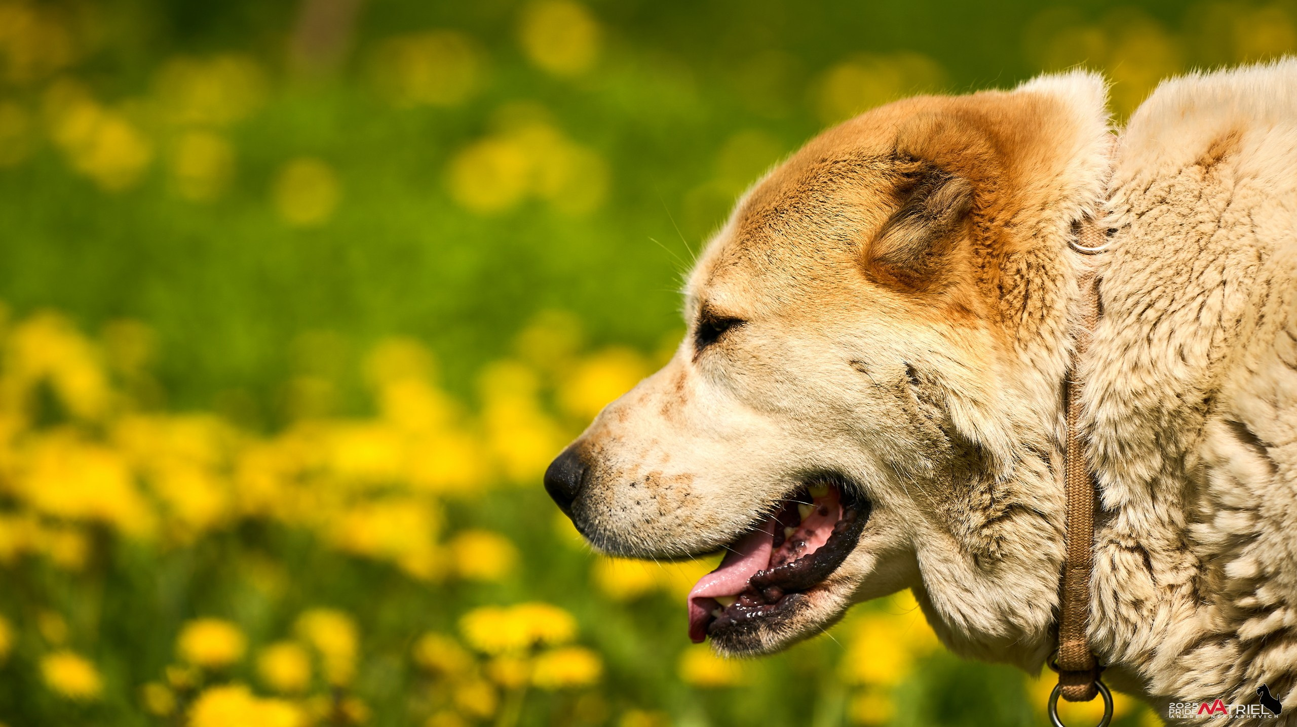 Съемка в питомнике