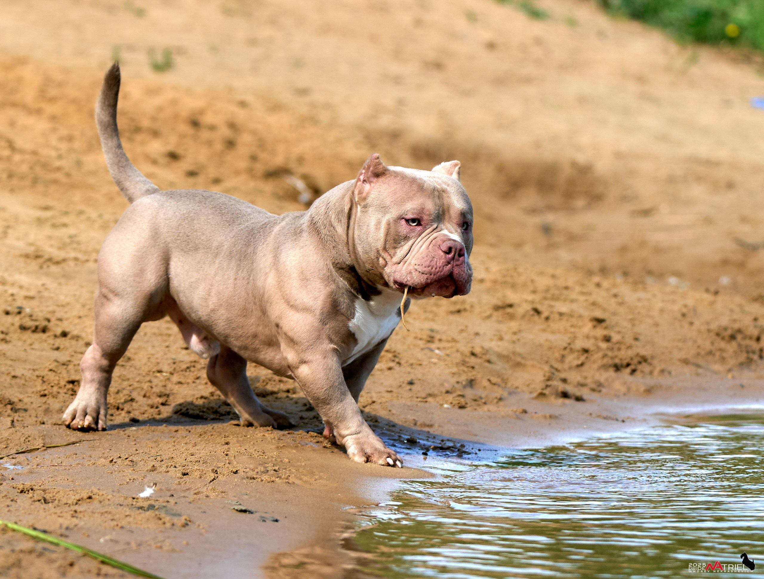 Съемка собак породы булли на природе