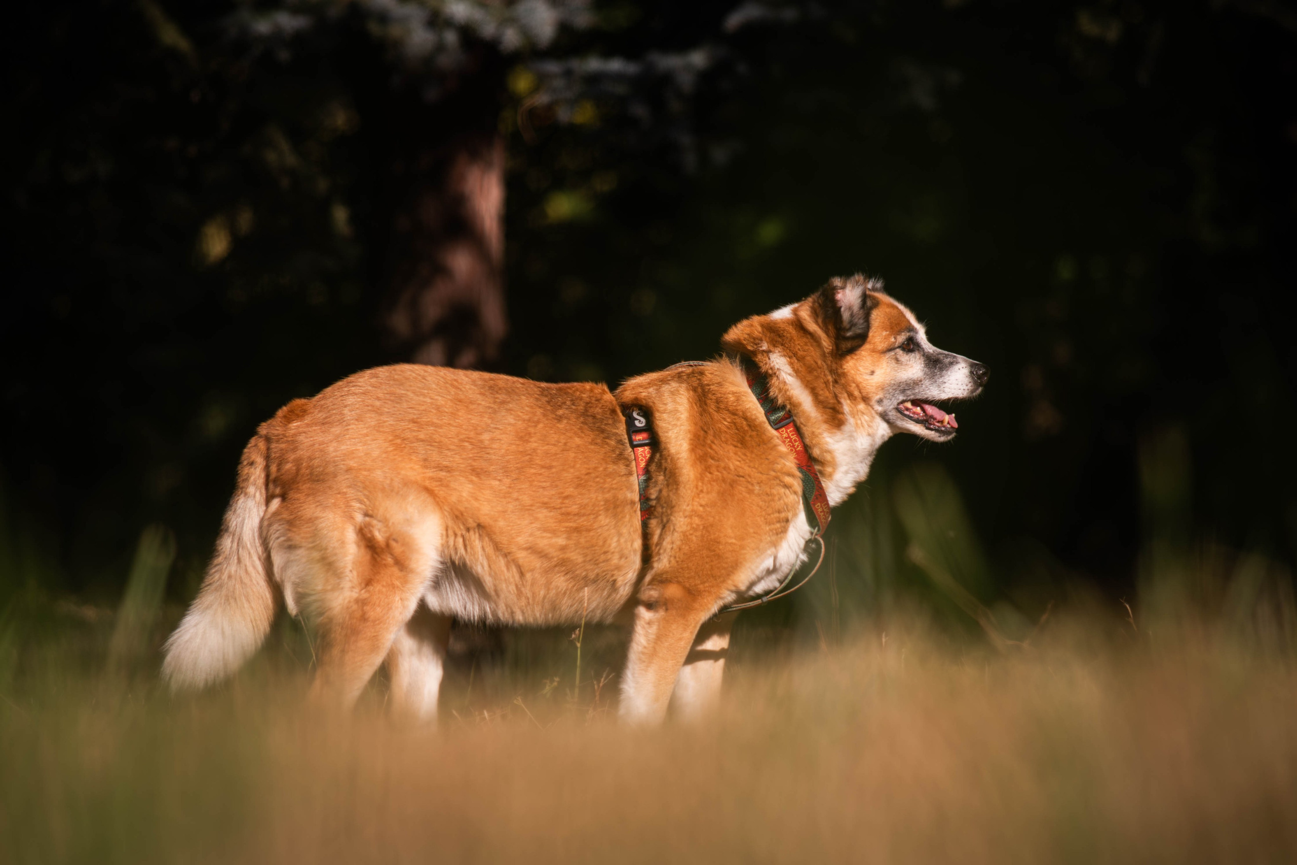 Ник и Полина. Фотограф Светлана Блинова, Москва и Московская область