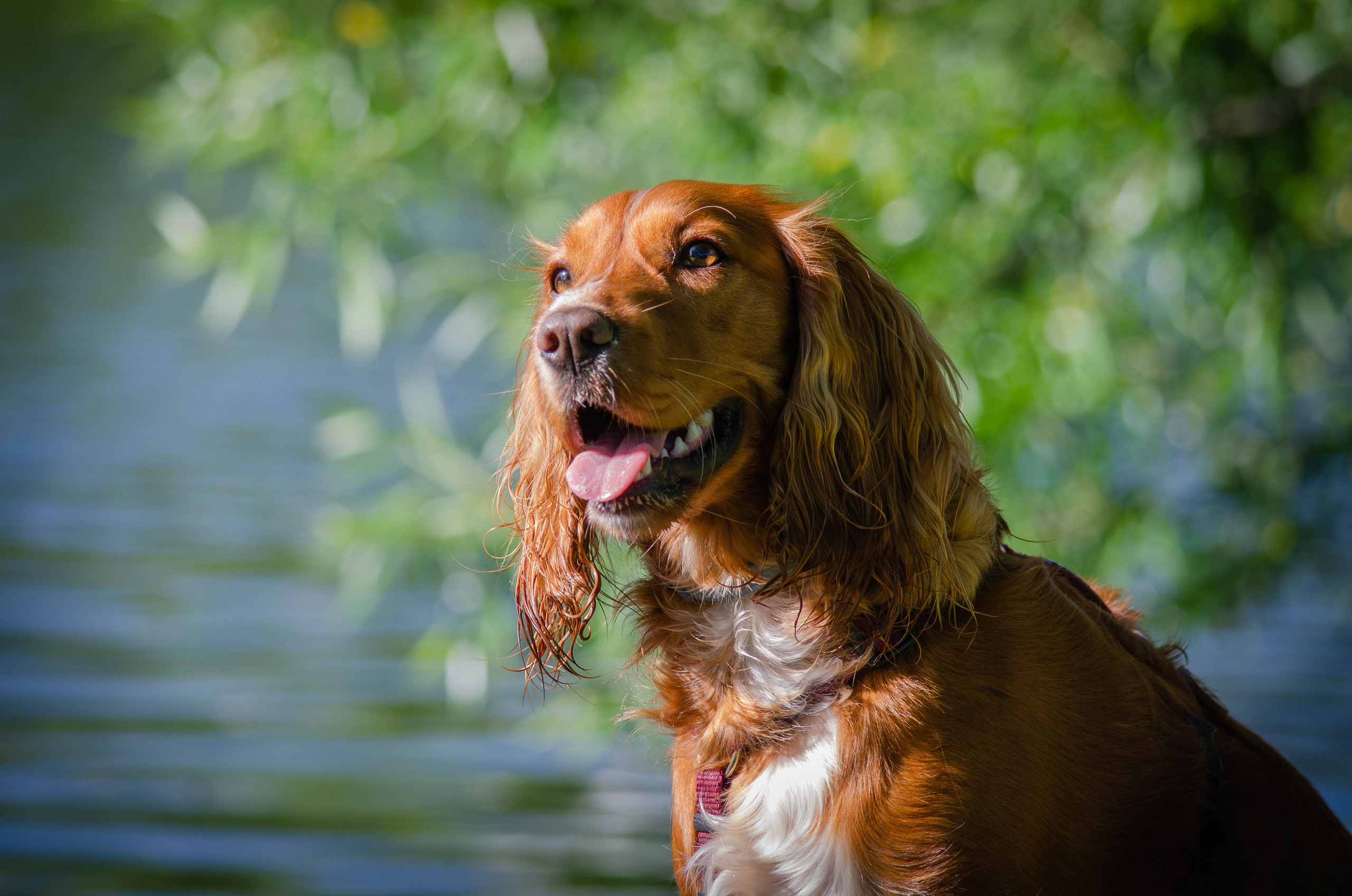 Джесси. Фотограф Светлана Блинова, Москва и Московская область