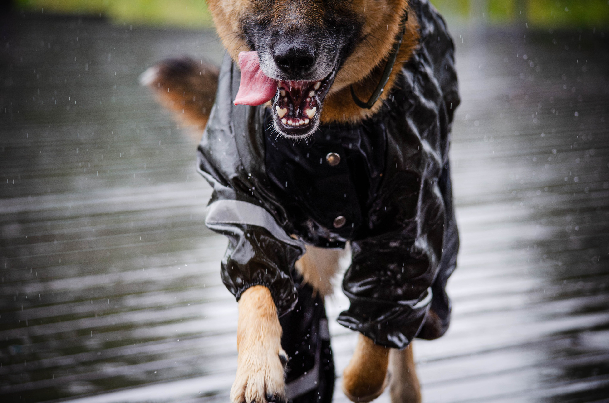 Арья и Оззи. Фотограф Светлана Блинова, Москва и Московская область