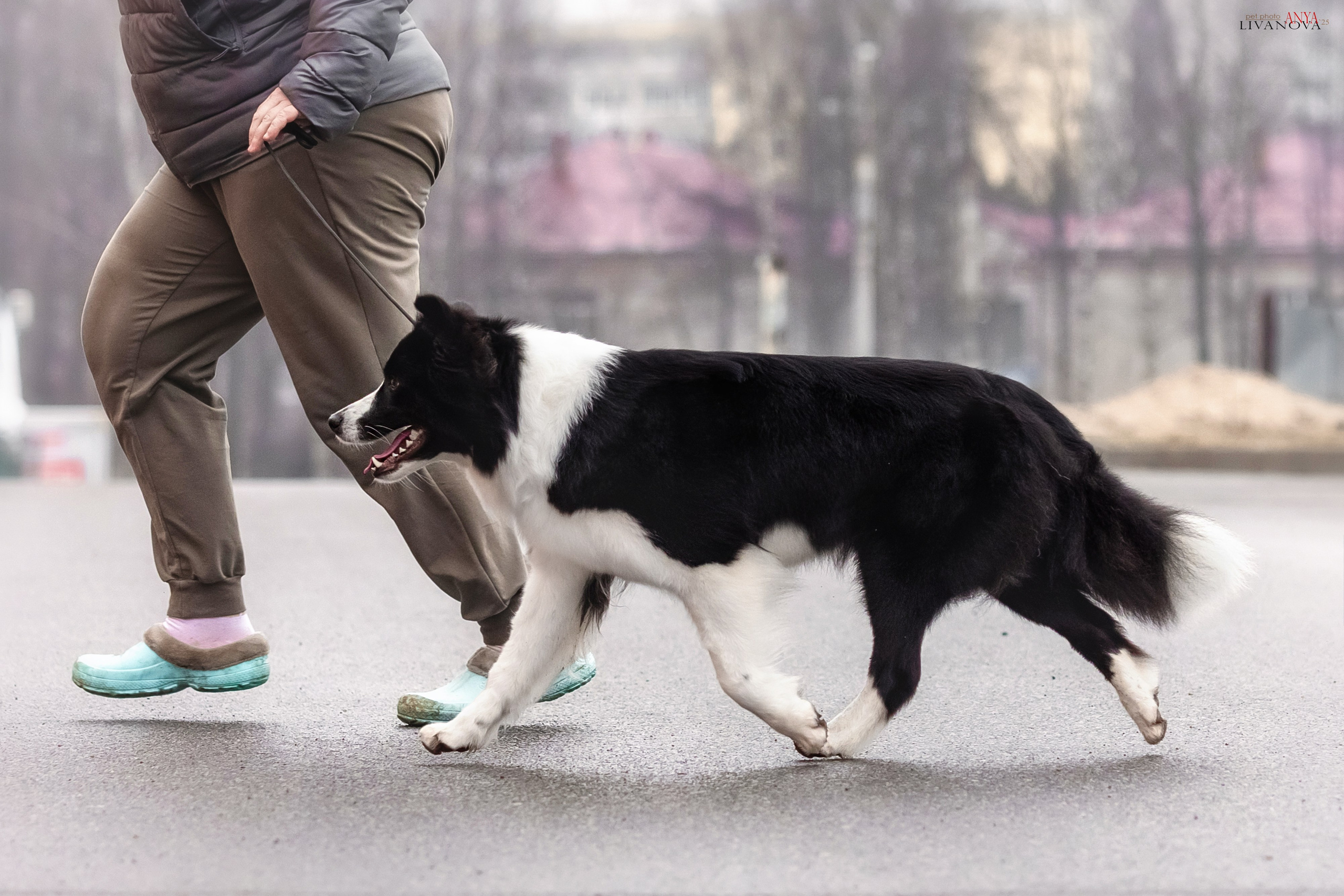 Майли. Фотограф анималист Аня Ливанова | Рыбинск