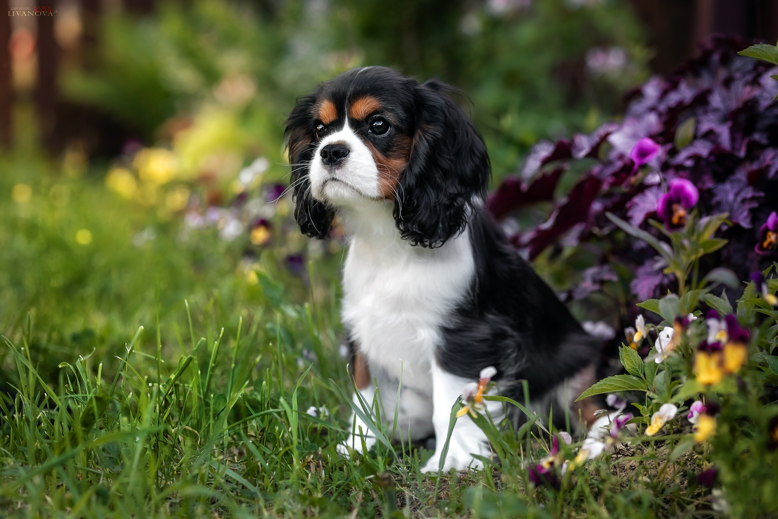 Кавалерчик. Фотограф анималист Аня Ливанова | Рыбинск