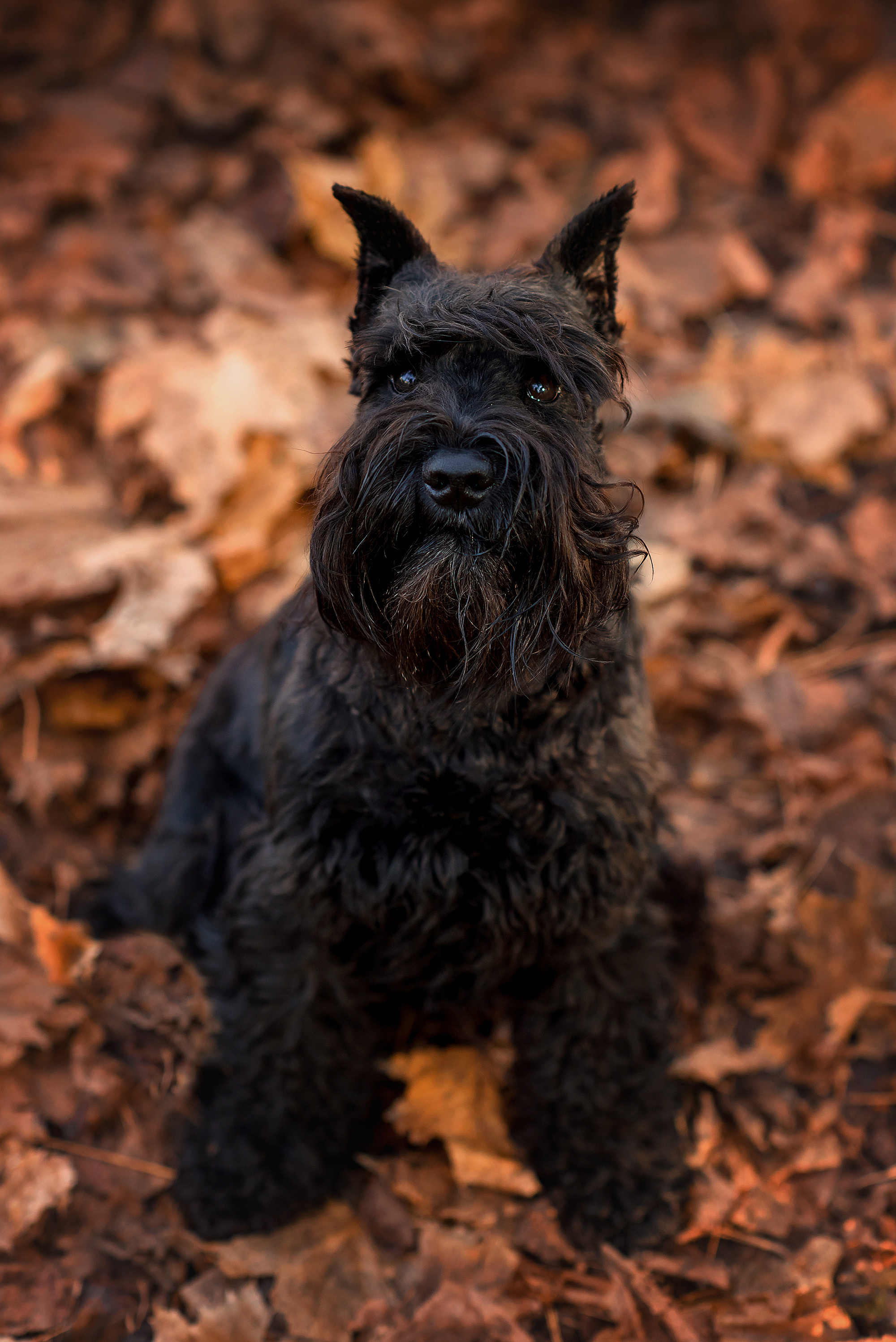 Животные. Семейный фотограф в Минске Виктория Дубровская