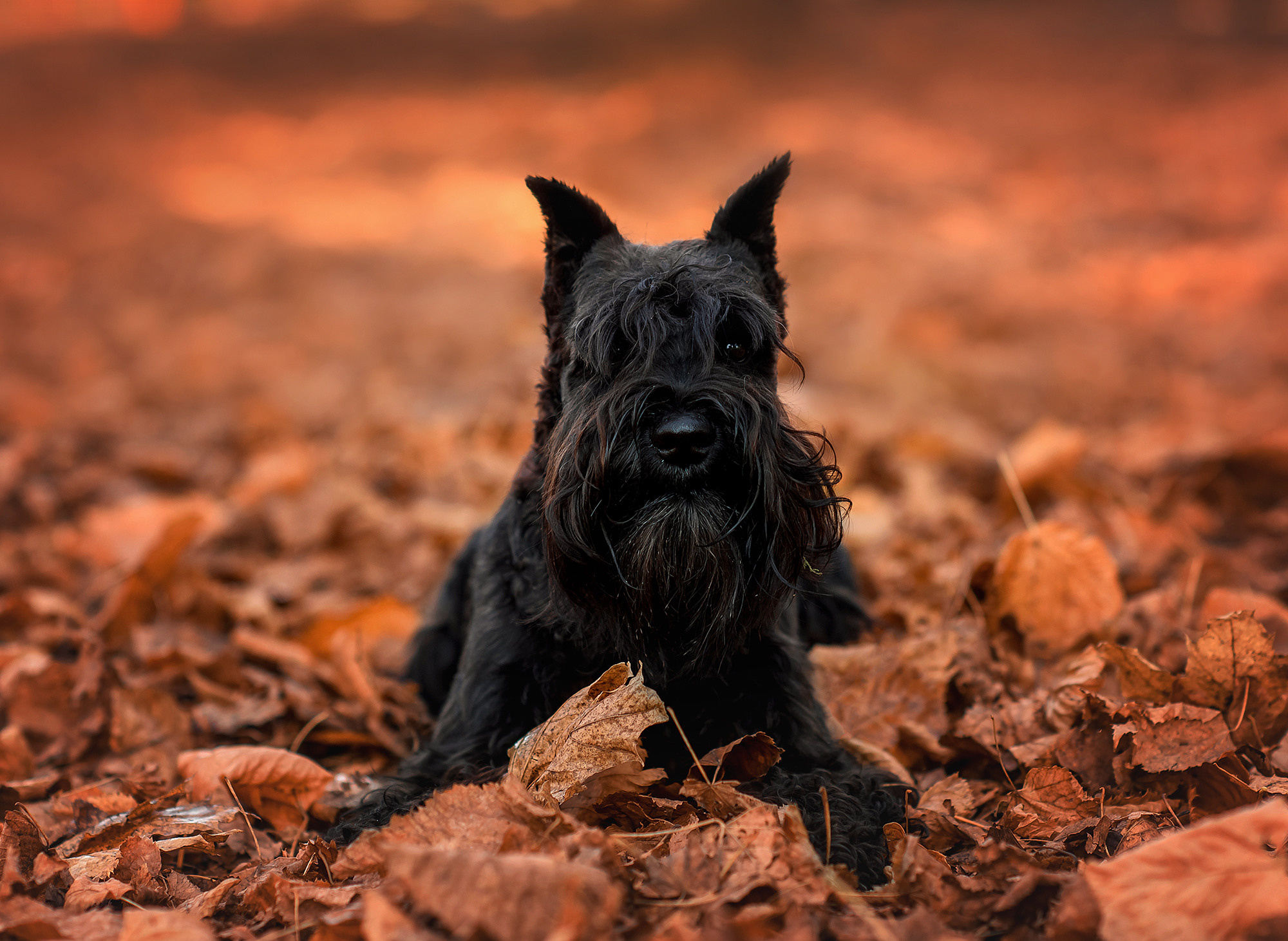 Животные. Семейный фотограф в Минске Виктория Дубровская