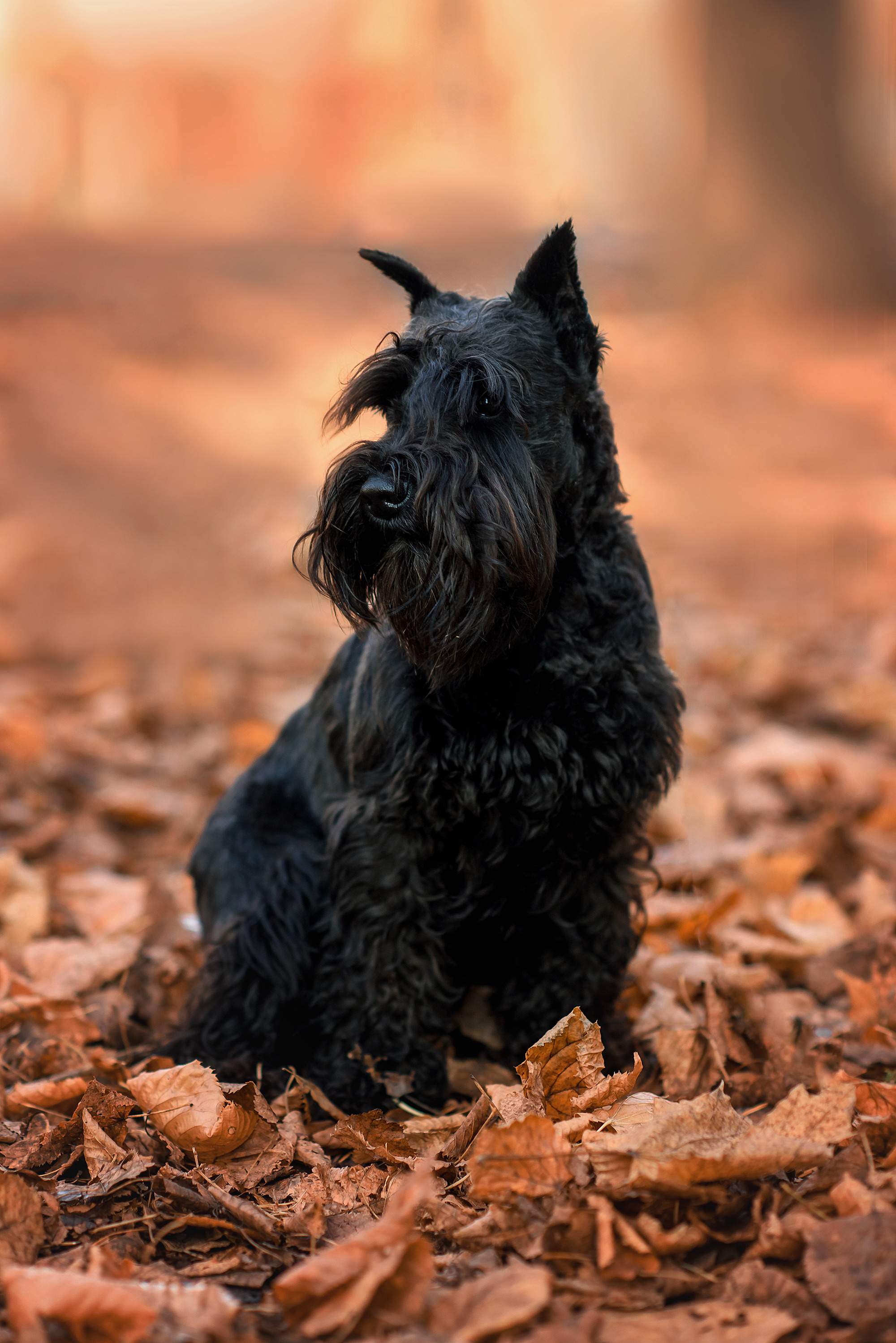 Животные. Семейный фотограф в Минске Виктория Дубровская