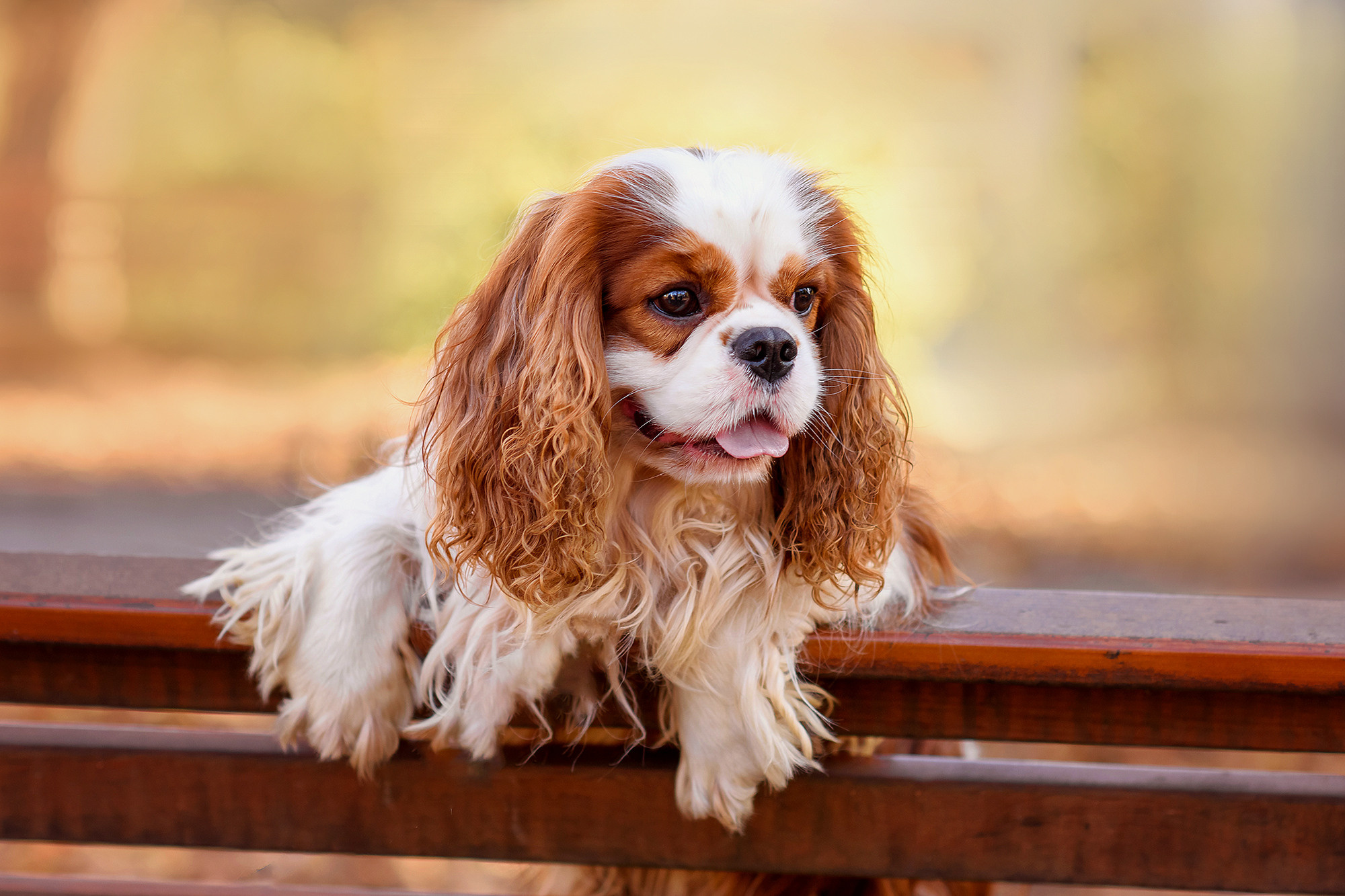 Животные. Семейный фотограф в Минске Виктория Дубровская
