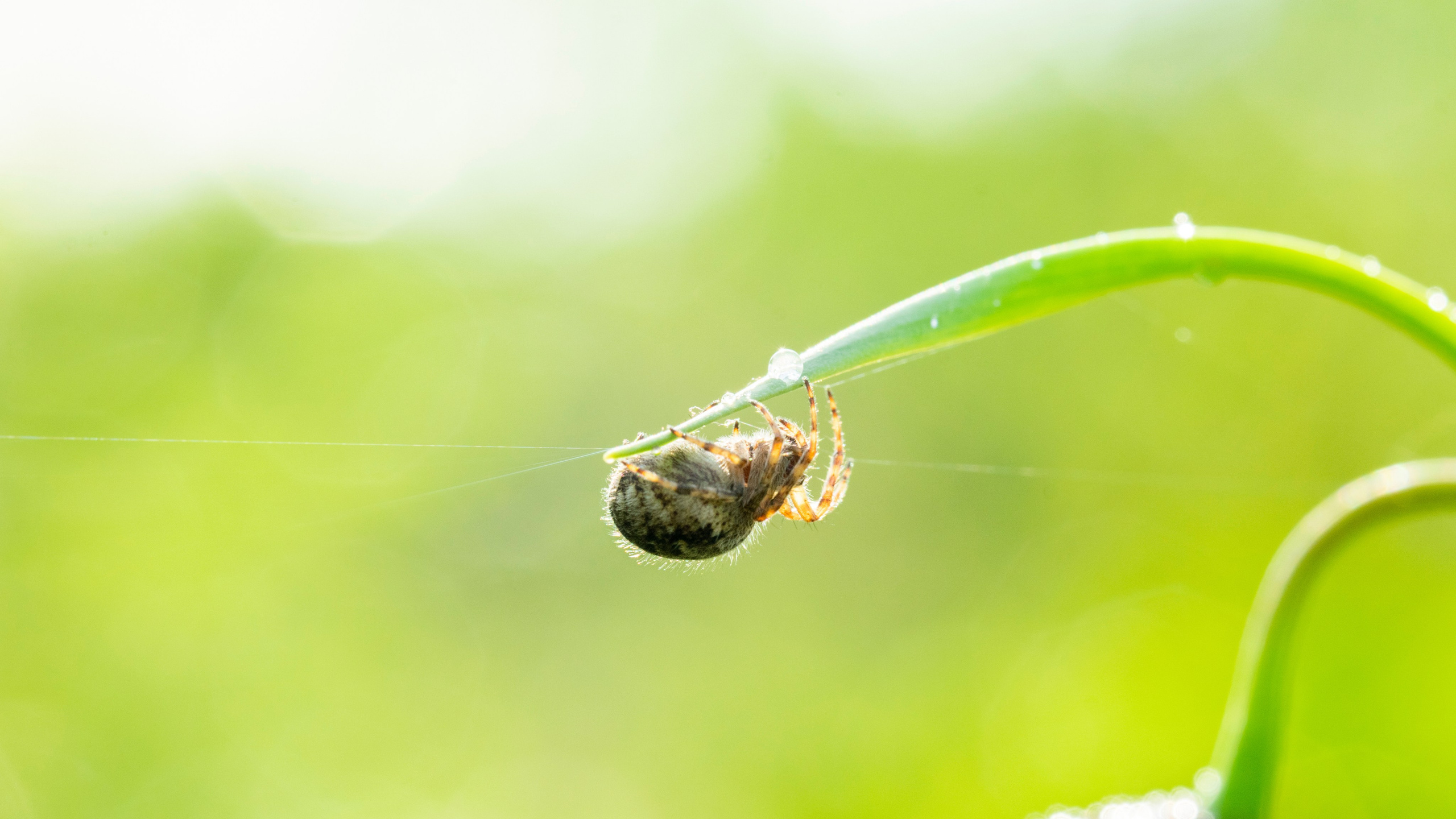 Насекомые. Фотограф Вадим Хмурковский