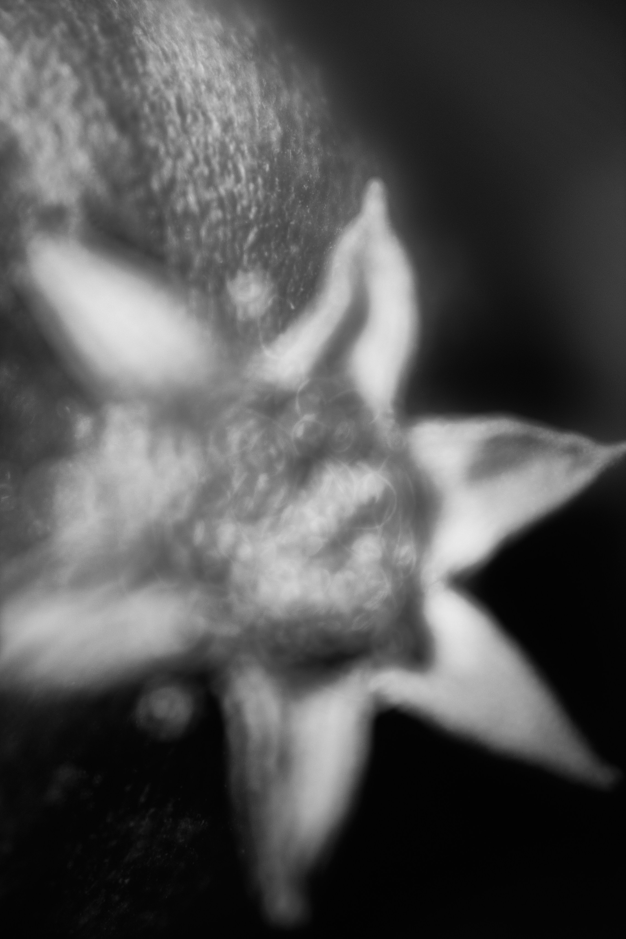 Макро-абстракция «Эфемерность» | Лимитированная серия. Sandra Marselly | Абстрактная Макро-Фотография