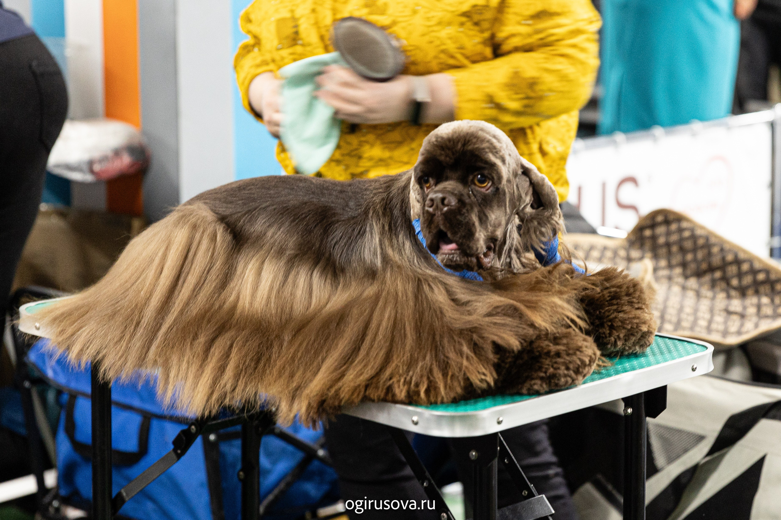 РОО КЛЖ «Олимп"+"Империя"+"Виктория».Выставка собак. Фотограф Ольга Гирусова «Пантерочка» Москва