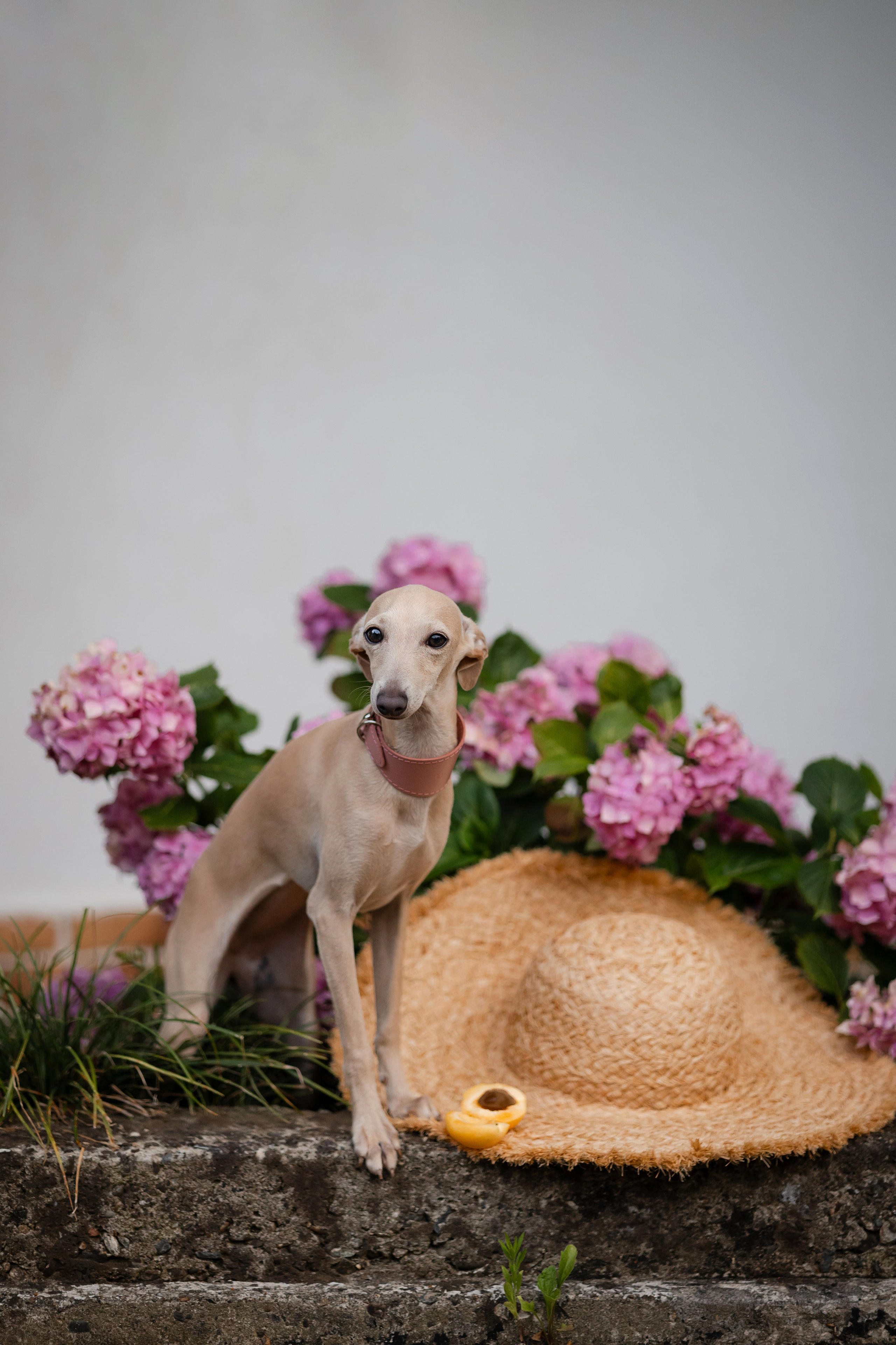 Asti Sapphire Adriana. Профессиональный питомник левреток РКФ/FCI ASTI SAPPHIRE 💎 Сочи|Санкт-Петербург