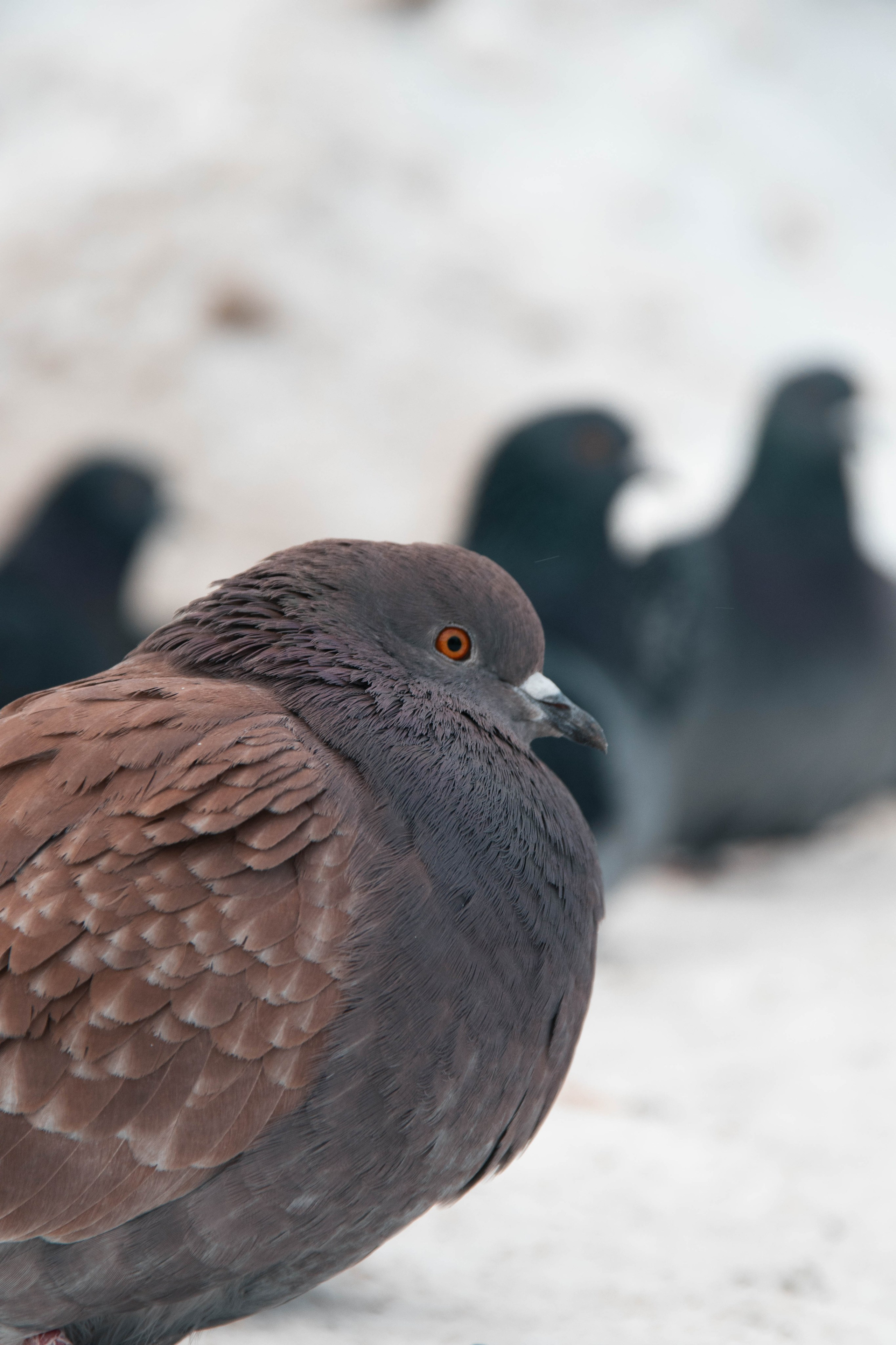 Природа, зверушки. Фотограф и кожевник Кирилл Удалов