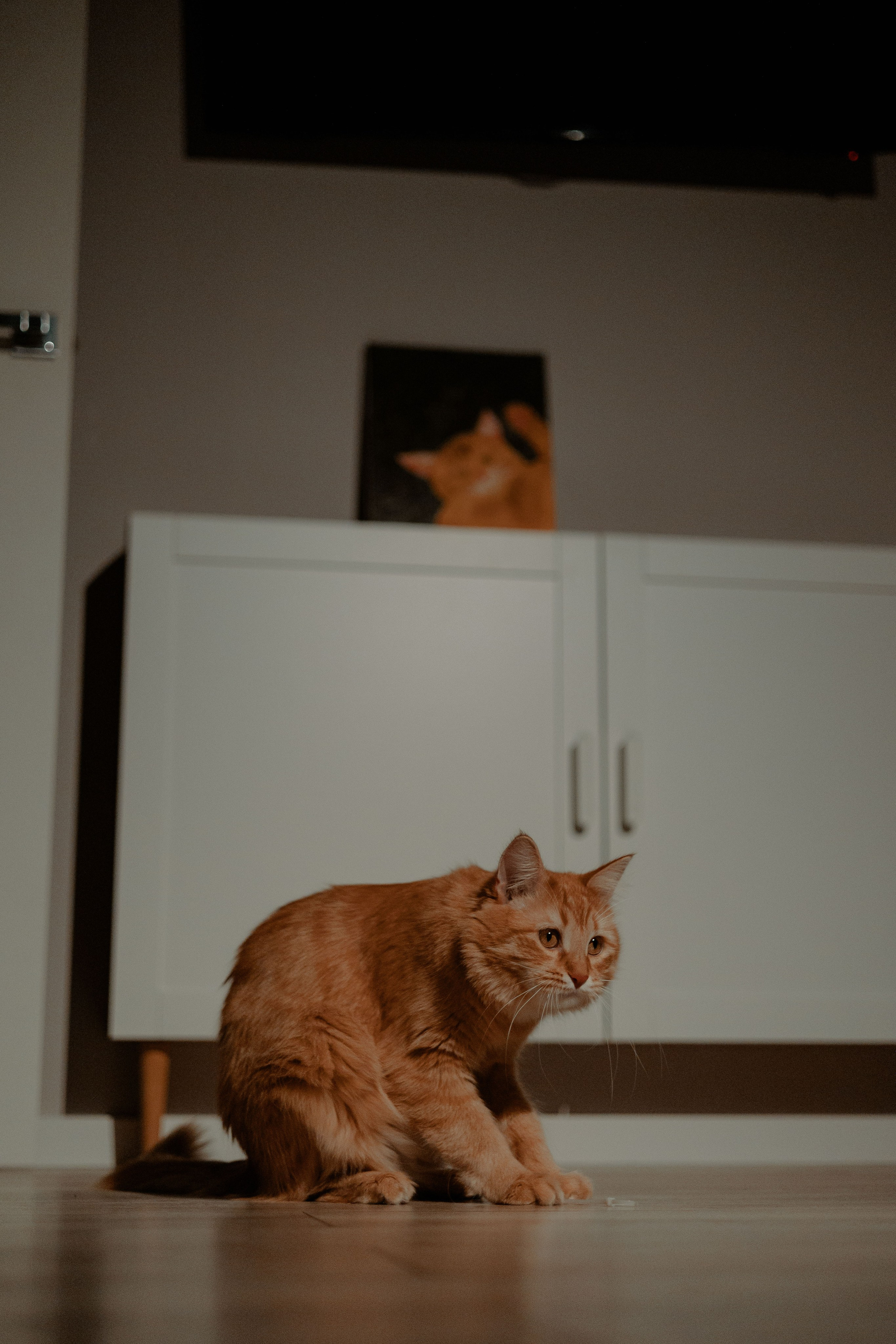 Рыжий Маффин, Алёна и Антон. Фотограф Анималист Екатерина Справцева в Нижнем Новгороде