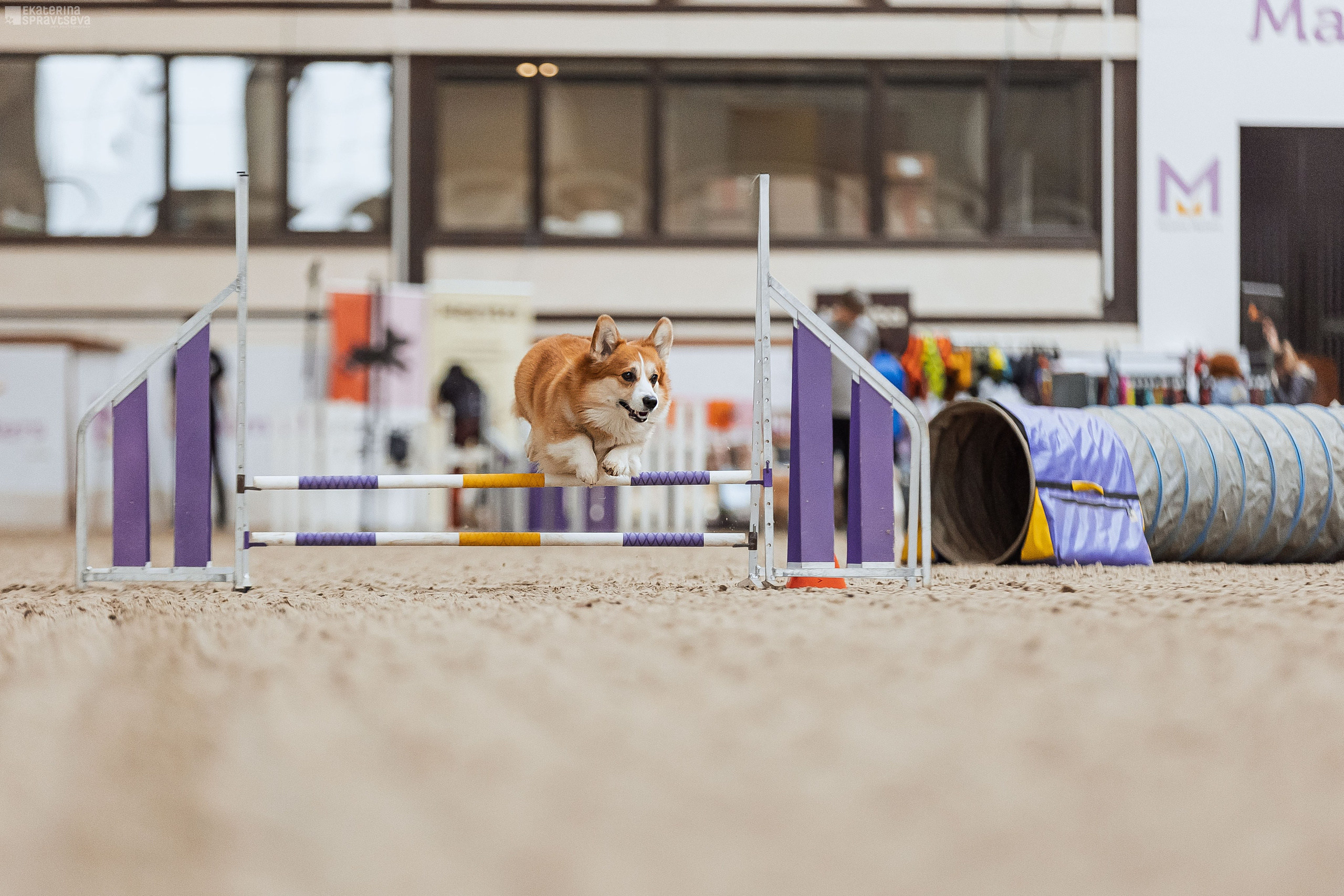 ЧРКФ Аджилити в Максима. Фотограф Анималист Екатерина Справцева в Нижнем Новгороде