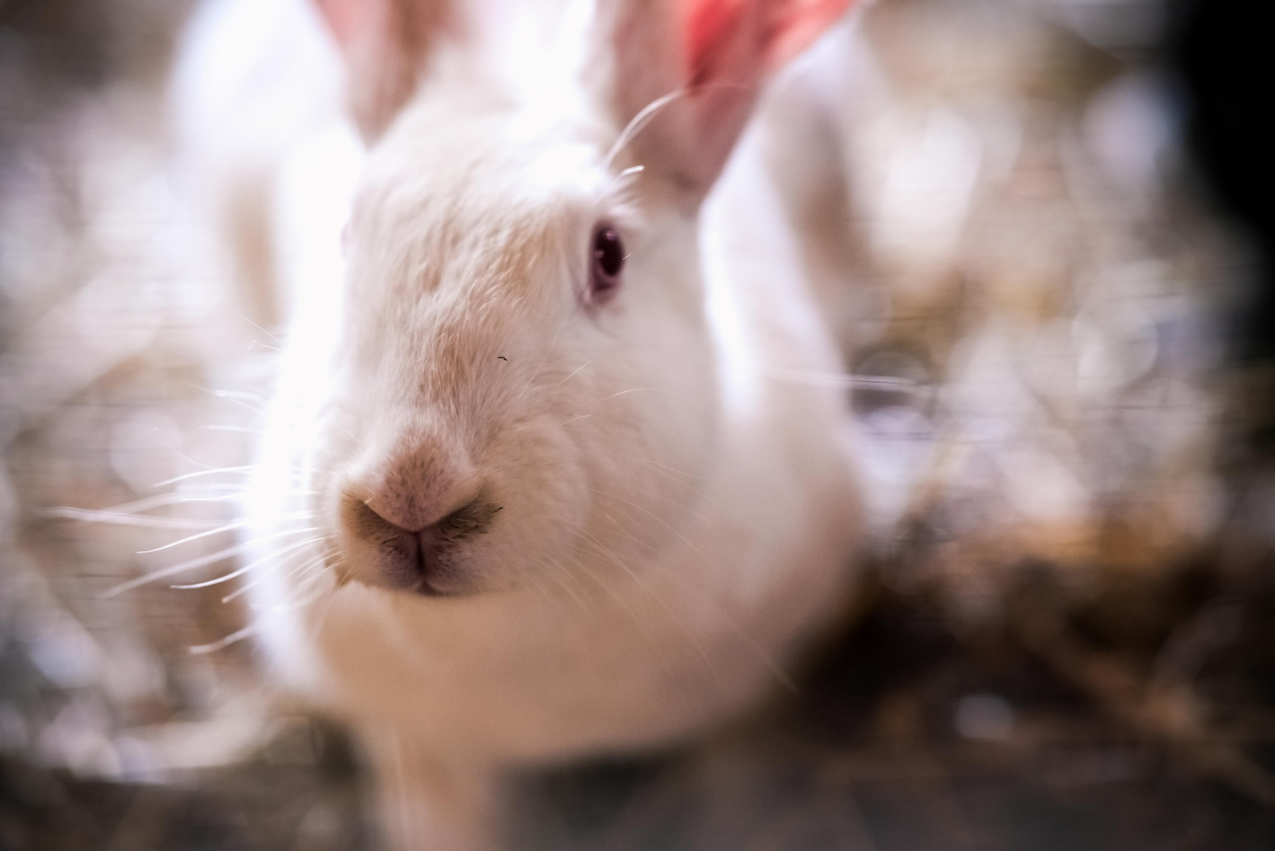 Животные и птицы. KRUTOVA_фотографирую жизнь