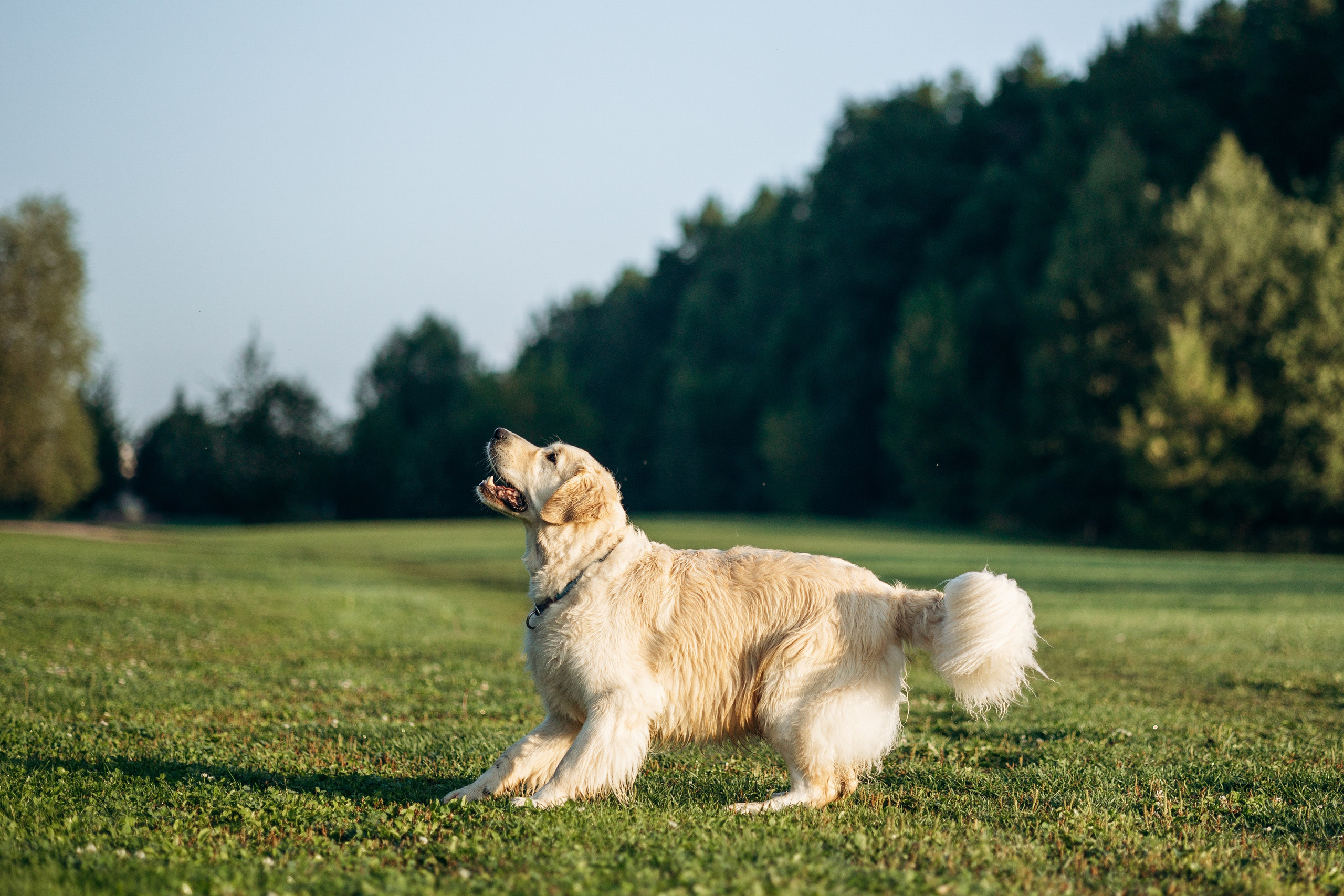 Ирина и ее золотинки. Фотограф — Анималист | Санкт-Петербург
