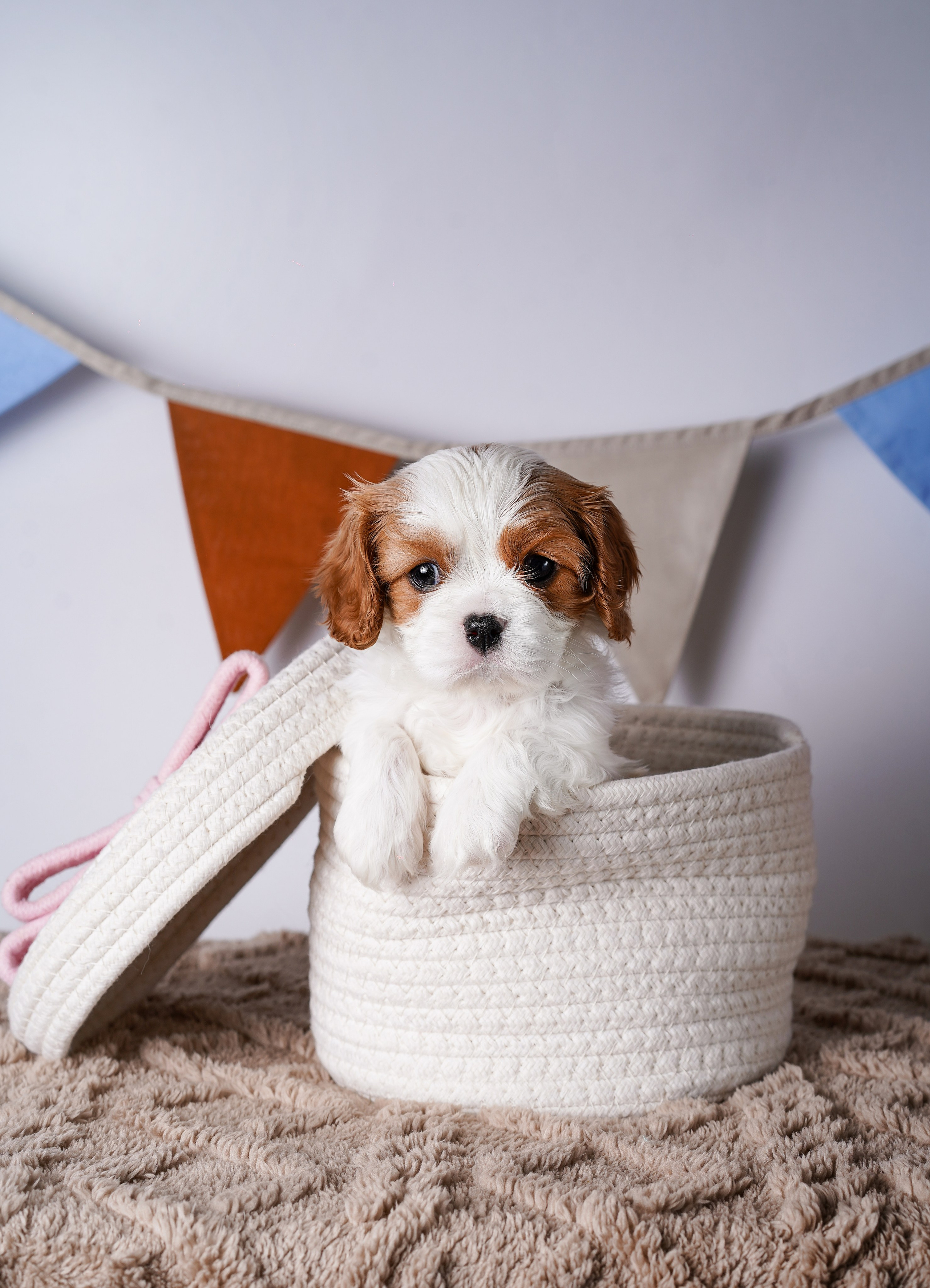 Щенки кавалер кинг чарльз спаниеля. Фотограф-анималист в Санкт-Петербурге Яна Мартынова