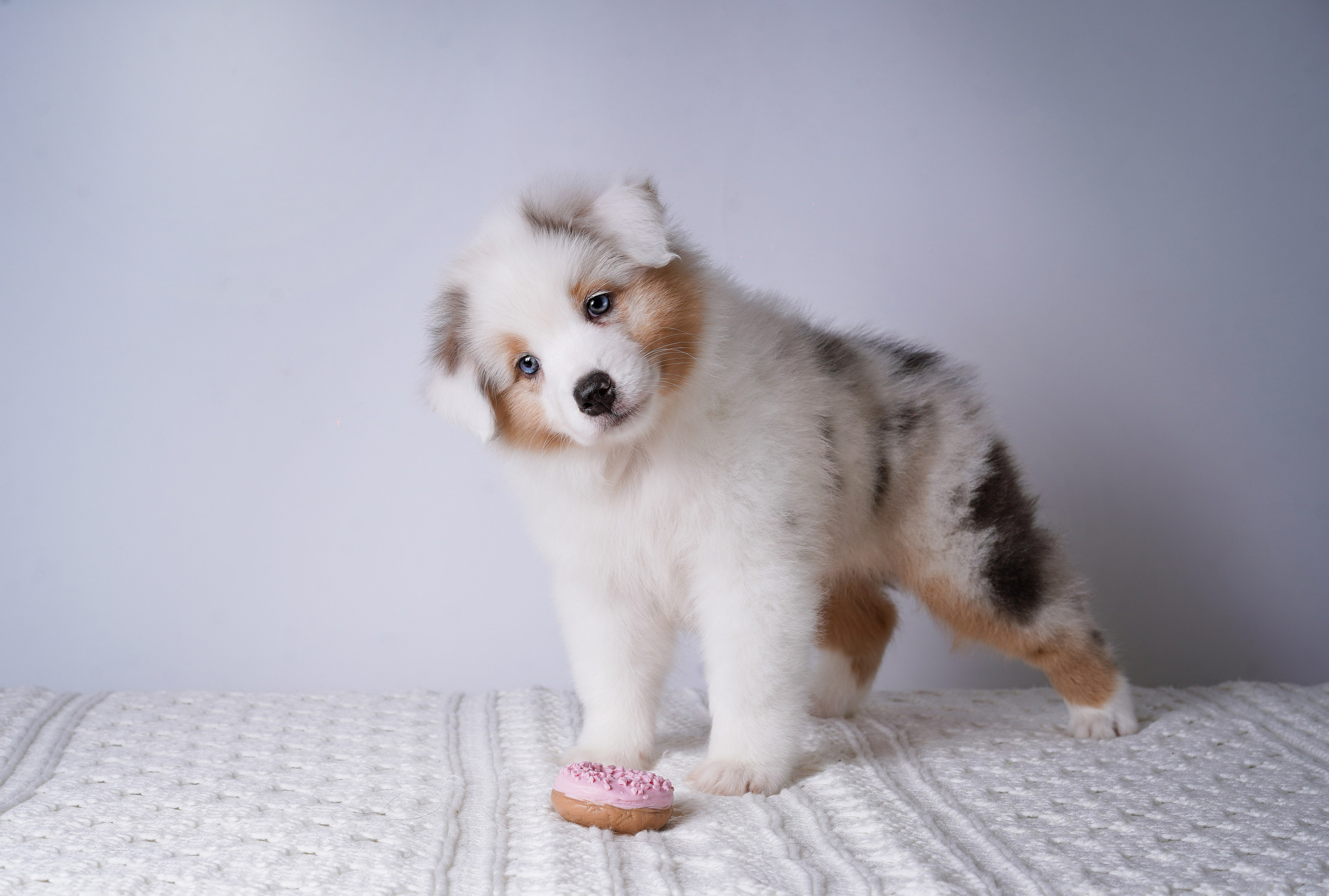 Щенки аусси. Фотограф-анималист в Санкт-Петербурге Яна Мартынова