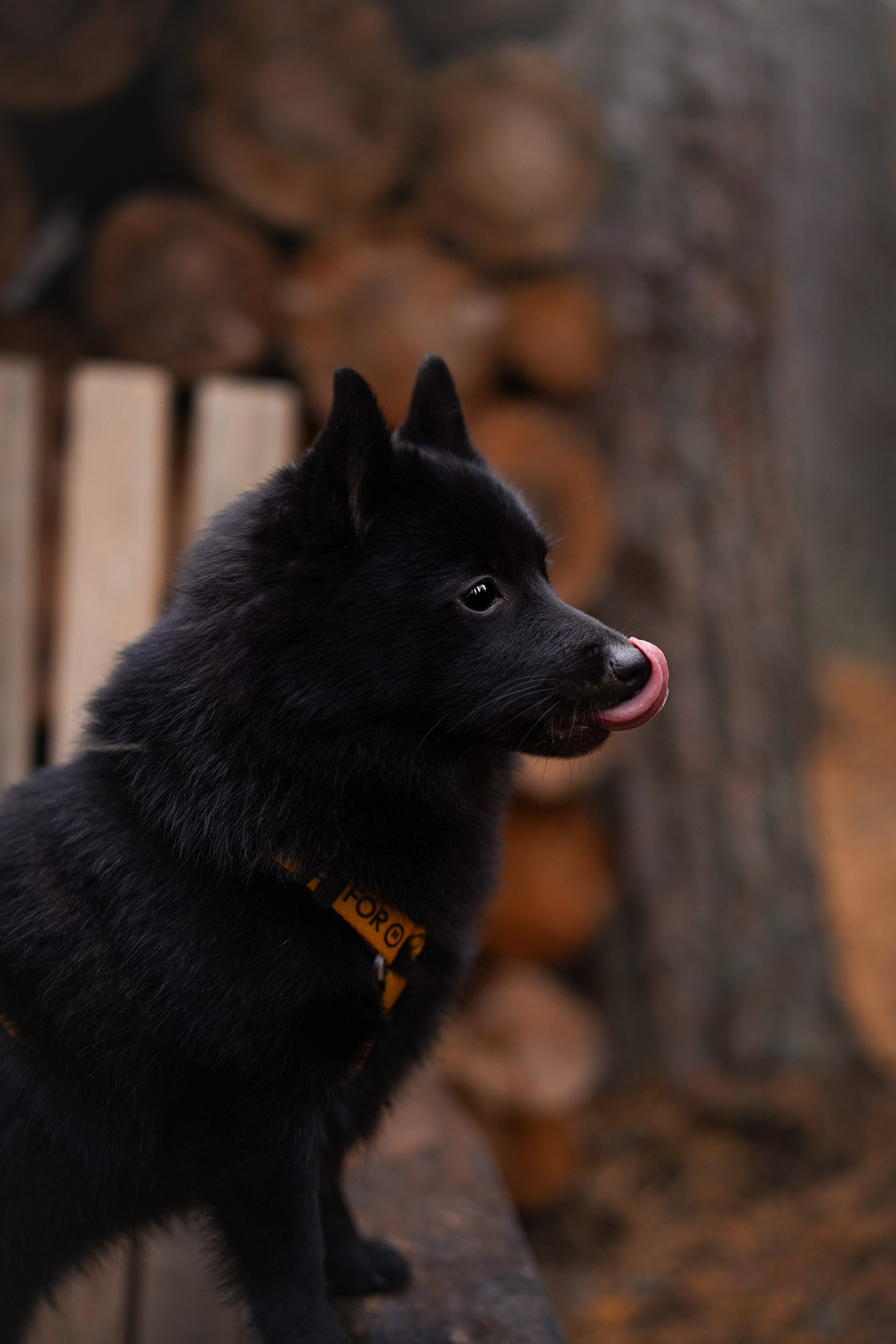 Аня Мишель Арчи и Майкл. Фотограф-анималист в Санкт-Петербурге Яна Мартынова