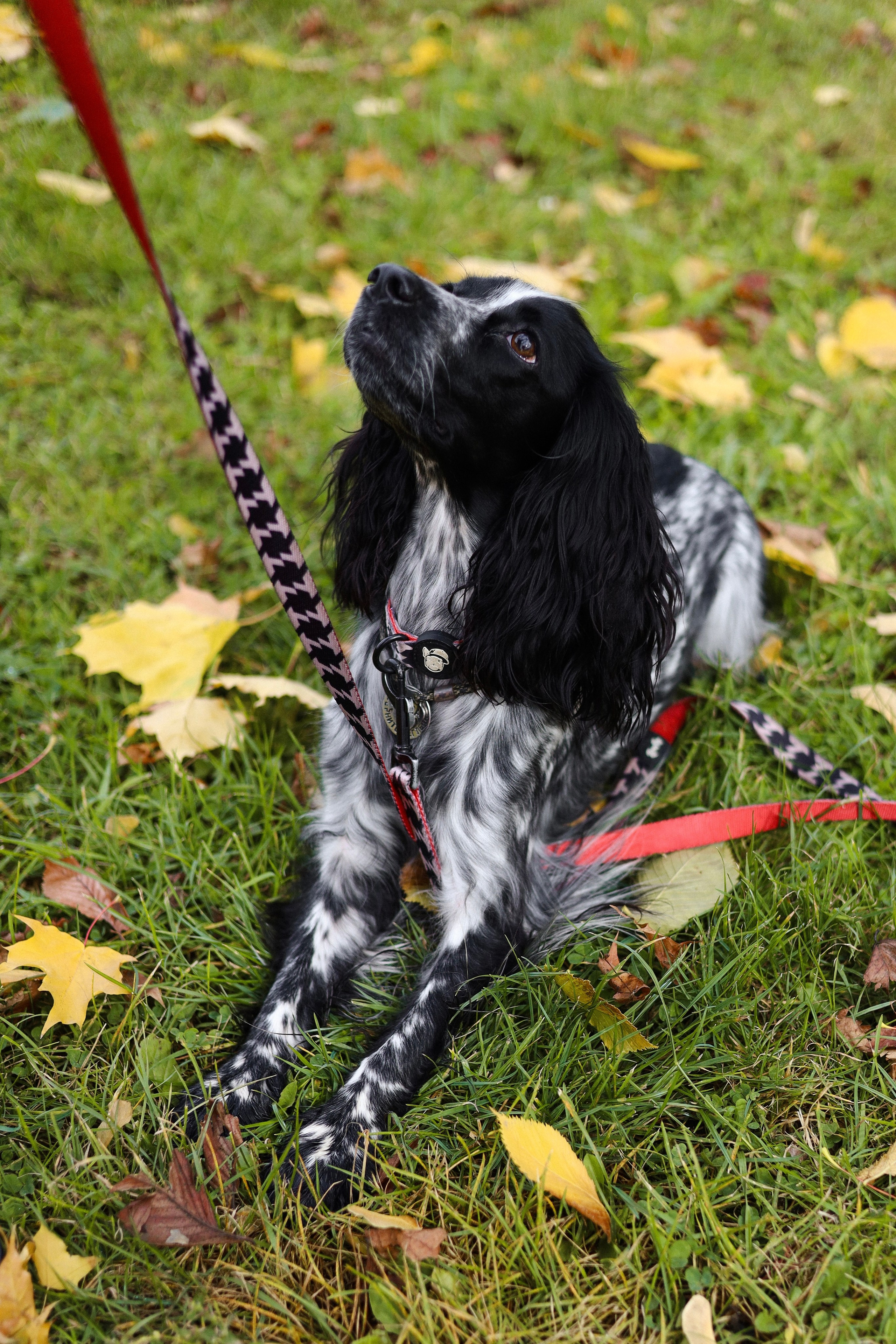 Милка, Вероника и Тимофей. Фотограф-анималист Ксения Шевцова|Москва