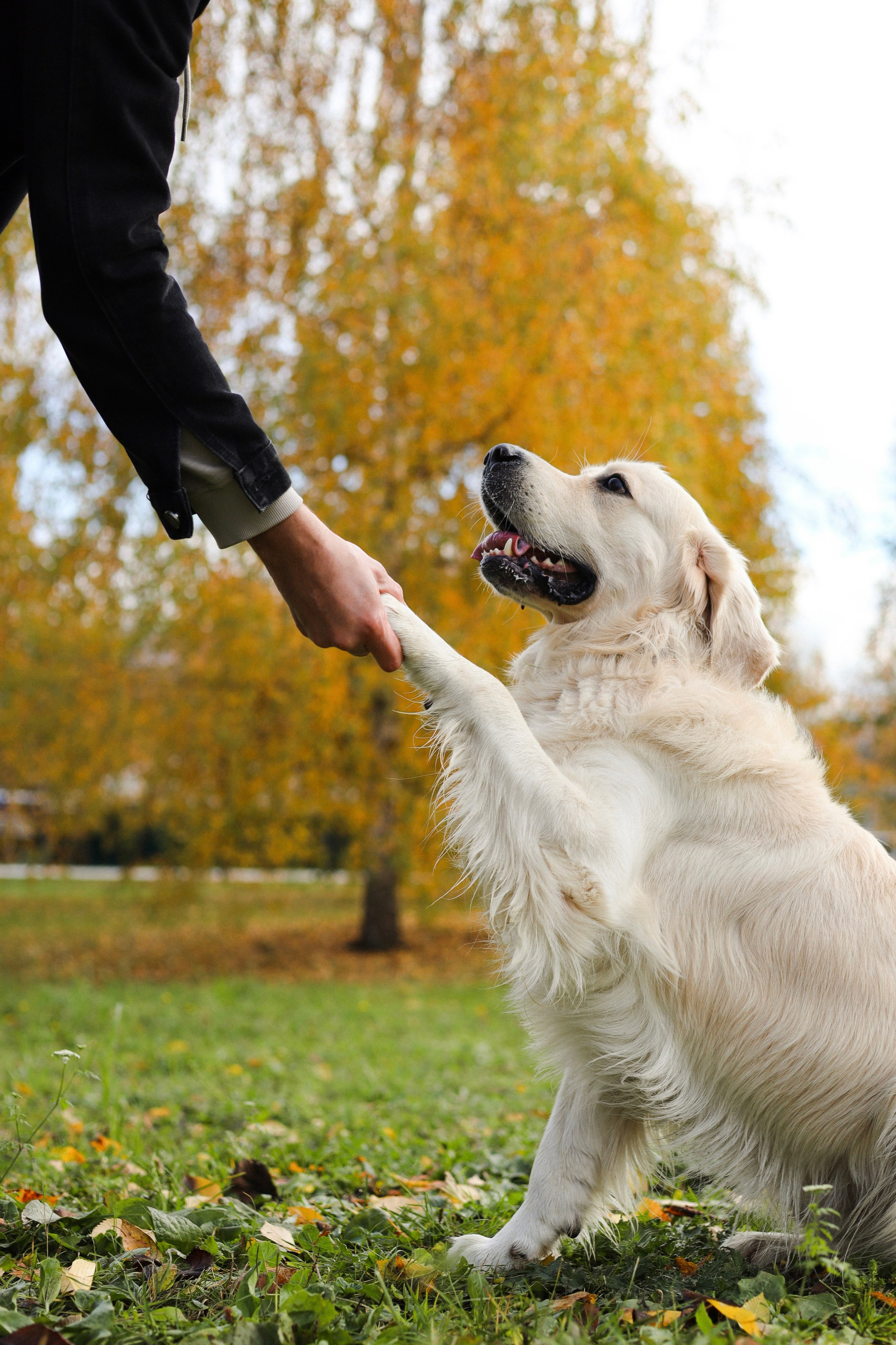 Фрэнк, Даша и Максим. Фотограф-анималист Ксения Шевцова|Москва
