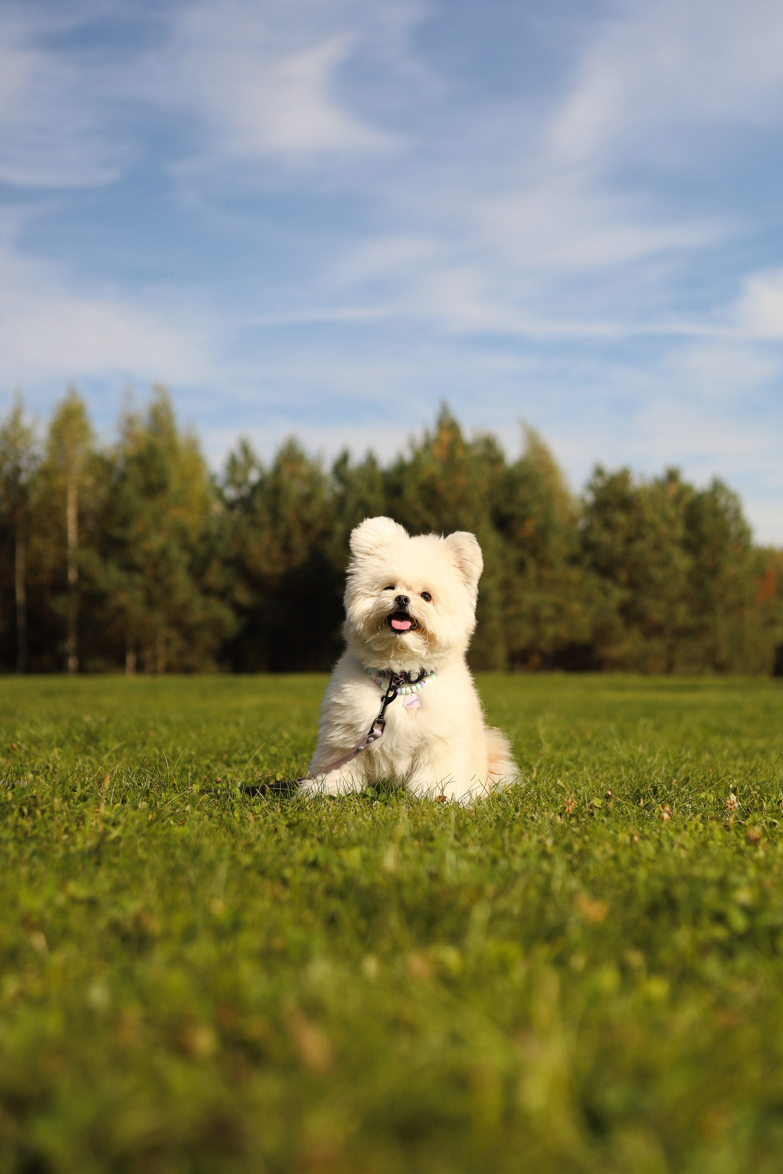 Купер и Надежда. Фотограф-анималист Ксения Шевцова|Москва
