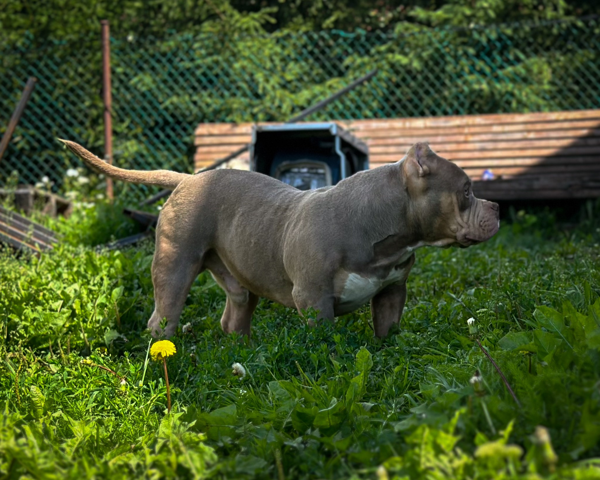 Stark. Питомник американских булли Bounty Pride Bully