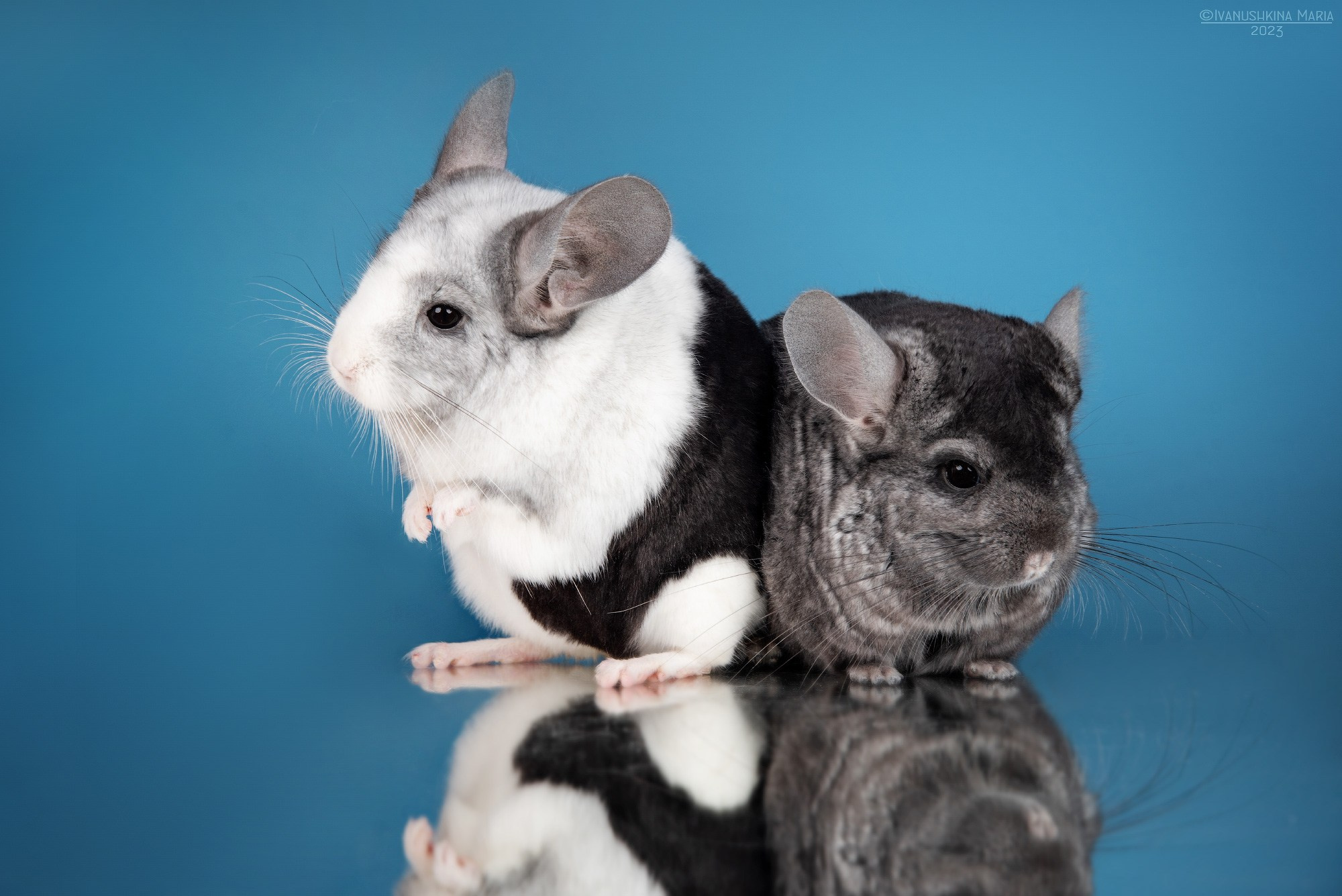 Фотосессии экзотических животных в студии. Фотограф собак в Москве и Московской области Иванушкина Мария