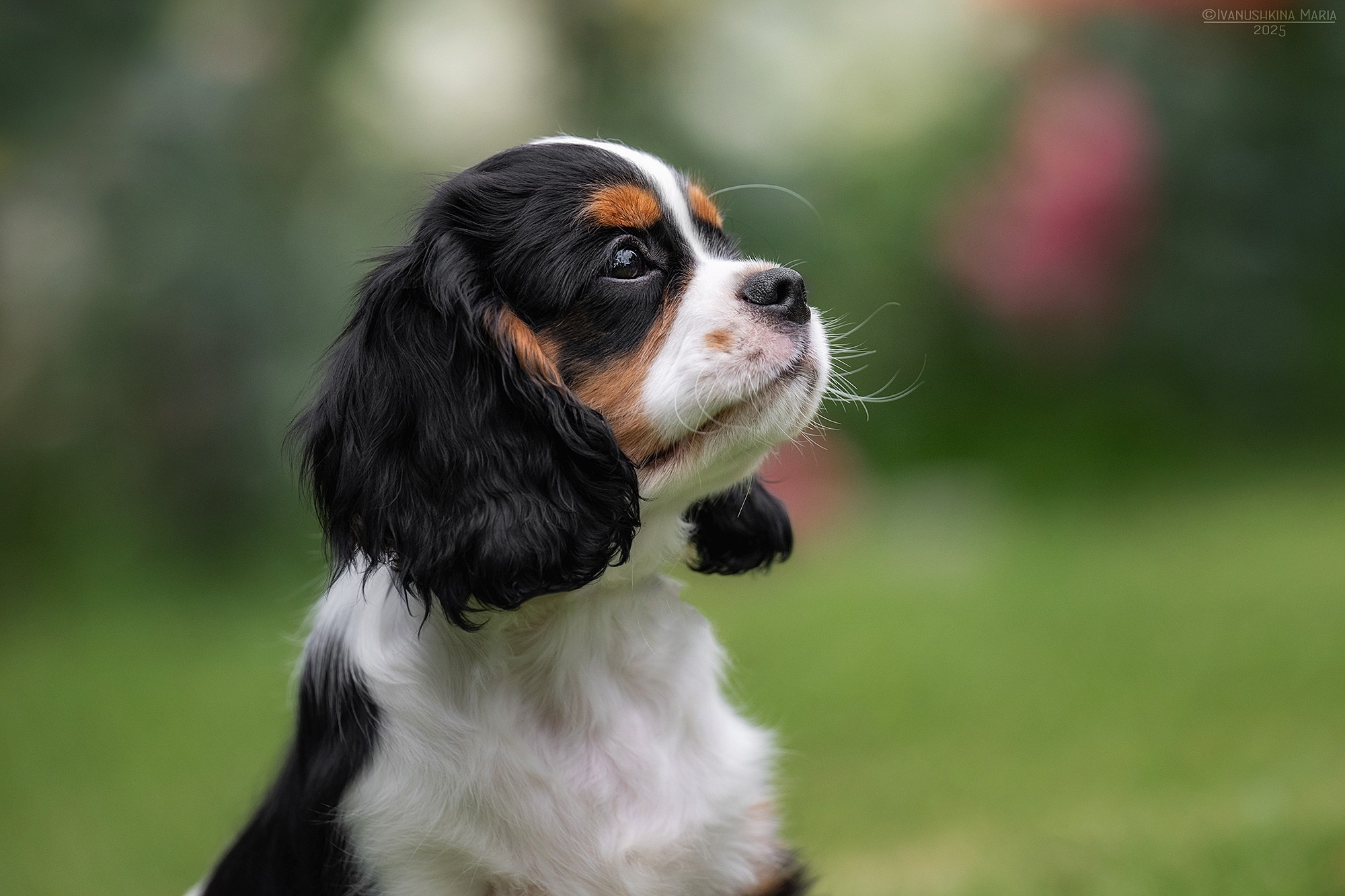 Фотосессия щенков на продажу. Фотограф собак в Москве и Московской области Иванушкина Мария