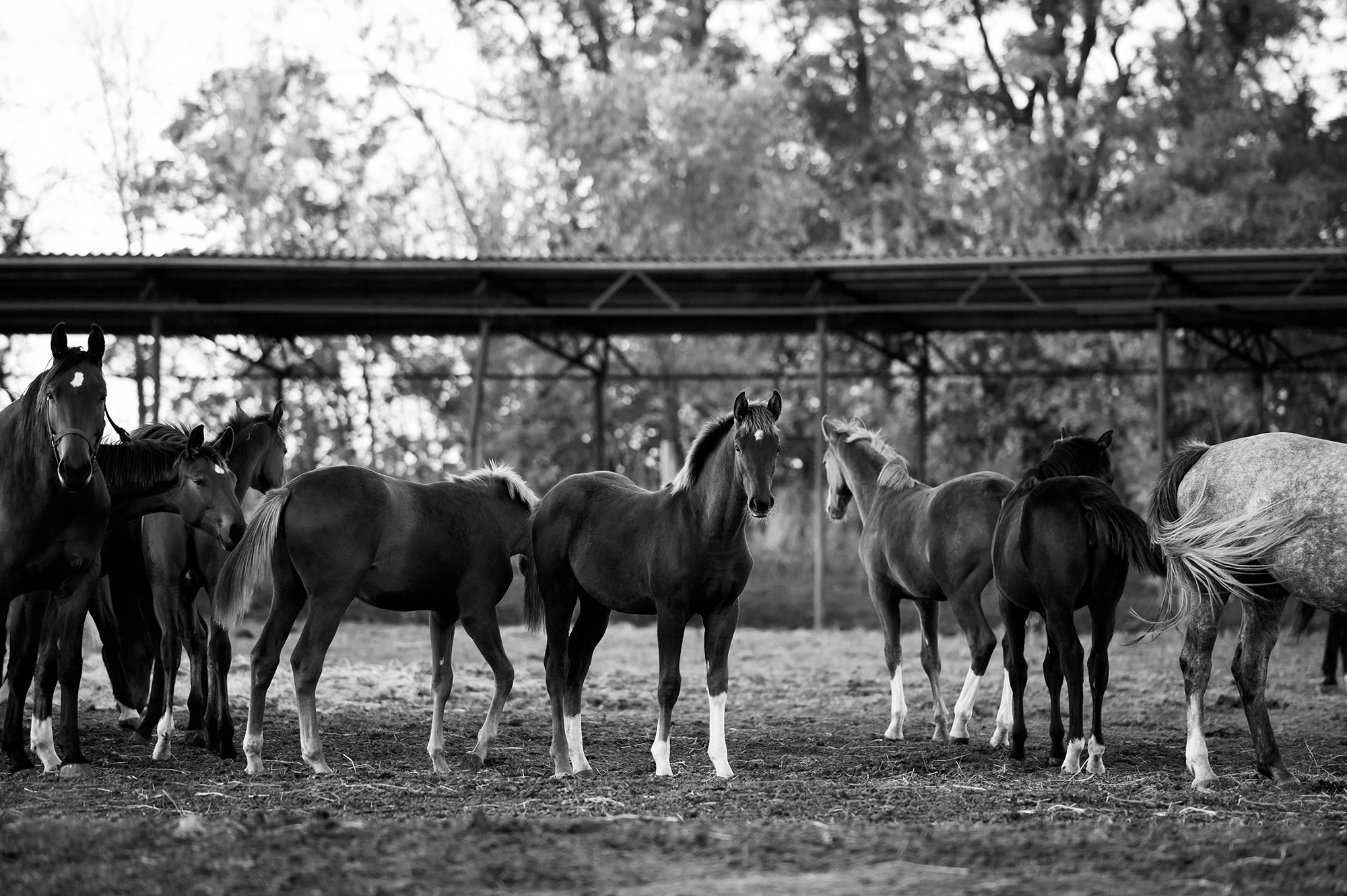 На свободе. Конный фотограф Alesya Safe