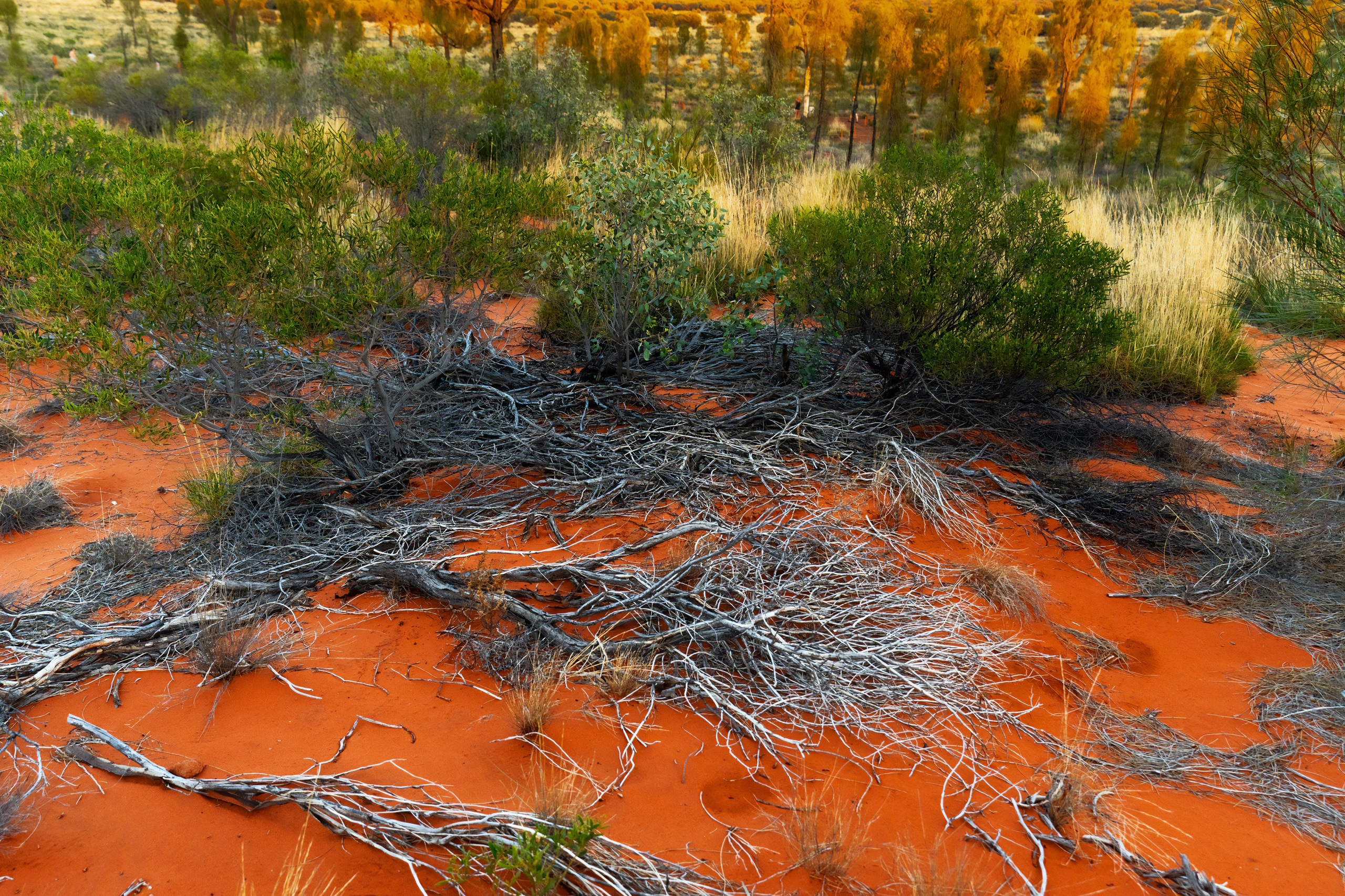 Австралия. Фотограф в Хабаровске. Фотография за 24 часа