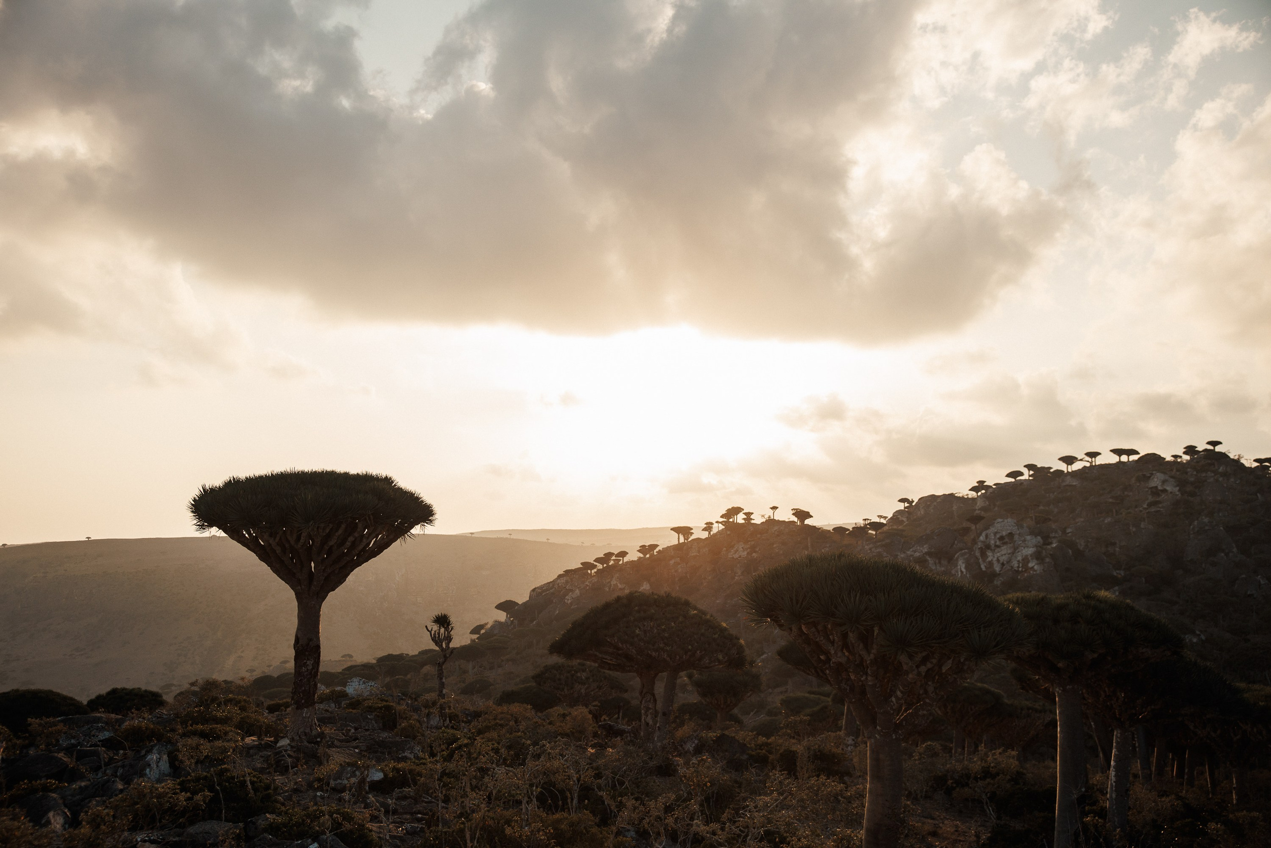 Socotra