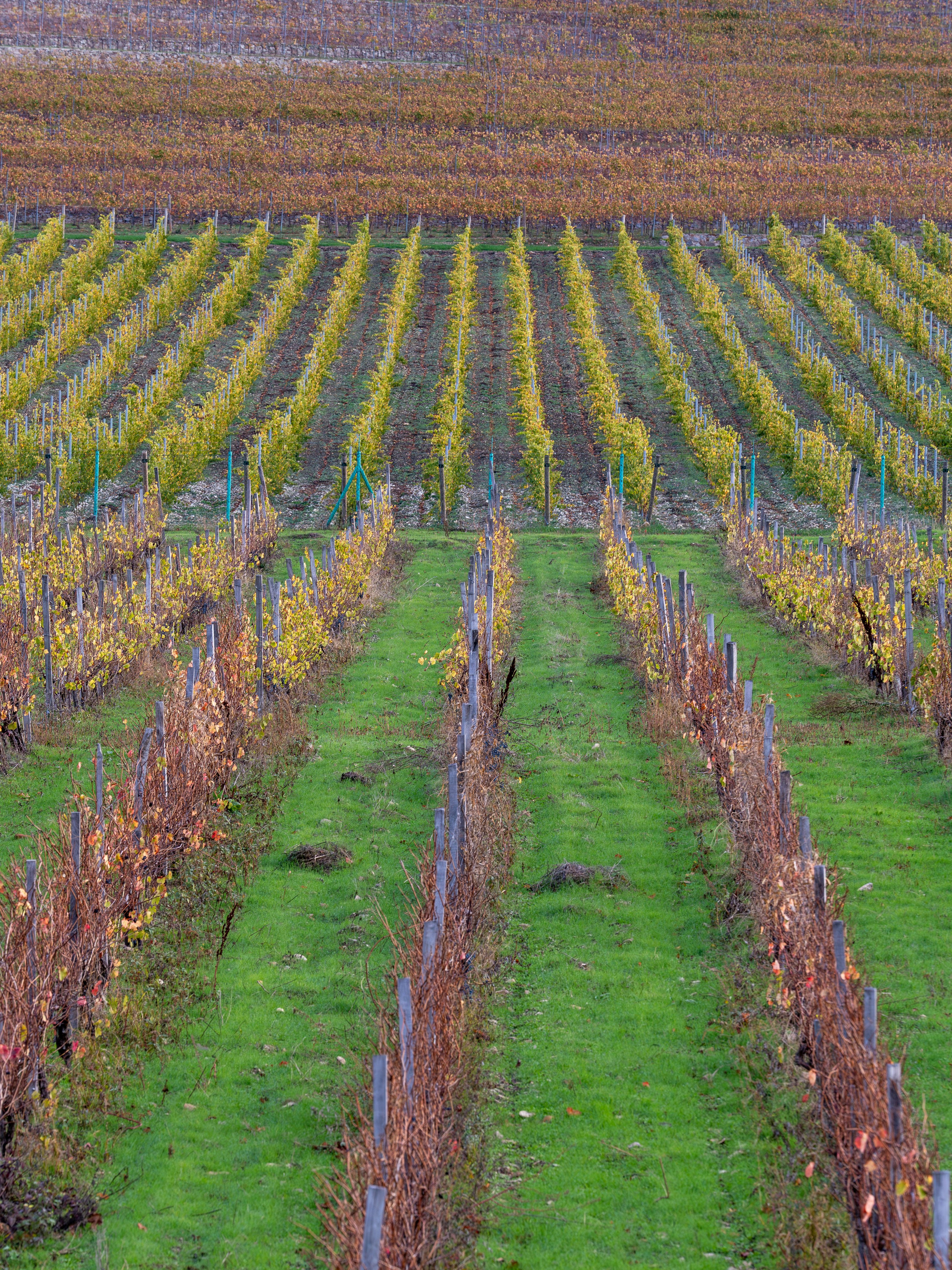 Литературная мастерская с Ольгой Шутовой в «Винотеррии». Репортажный фотограф в Красной Поляне и Сочи Павлюченко Екатерина