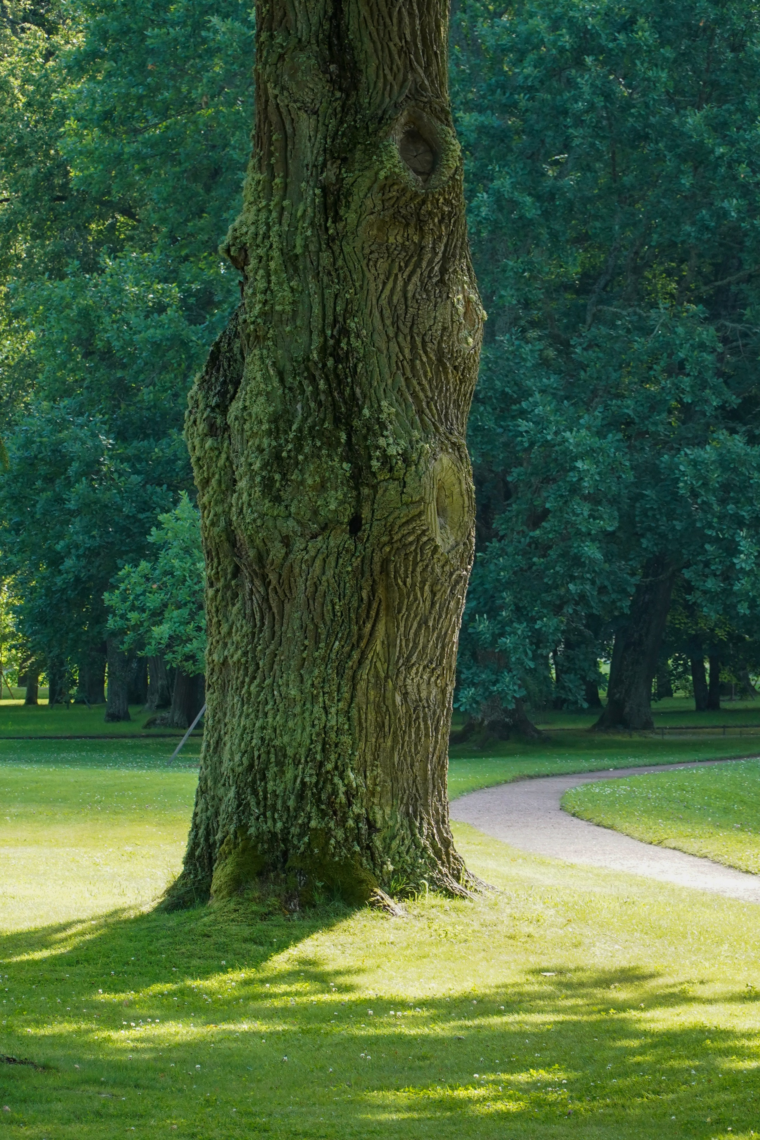 ОРАНИЕНБАУМ. Июль 2024. Фотограф Наталья Погодина в г. Обнинске