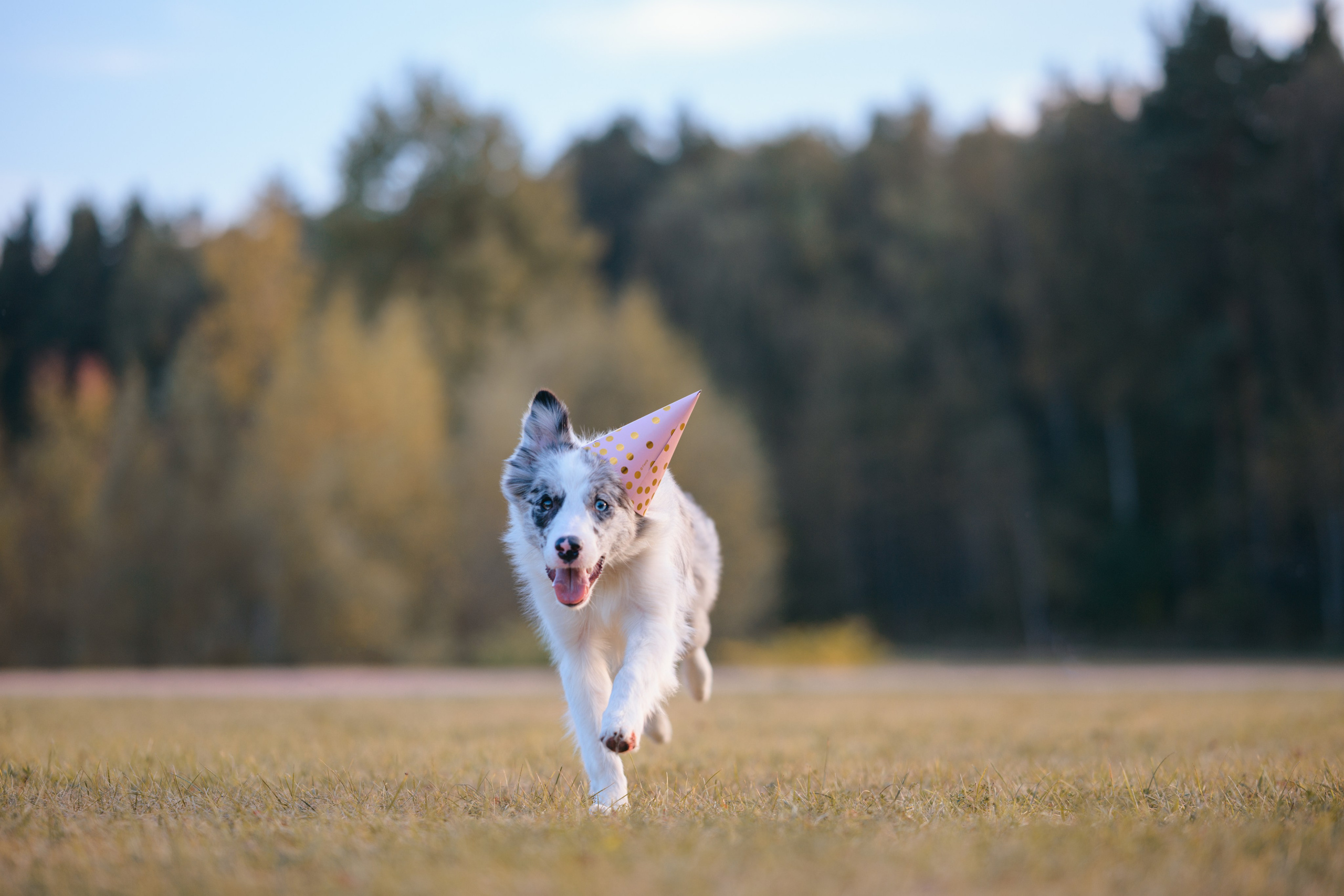 День Рождение. Фотограф Анималист в Москве Анастасия Жучкова