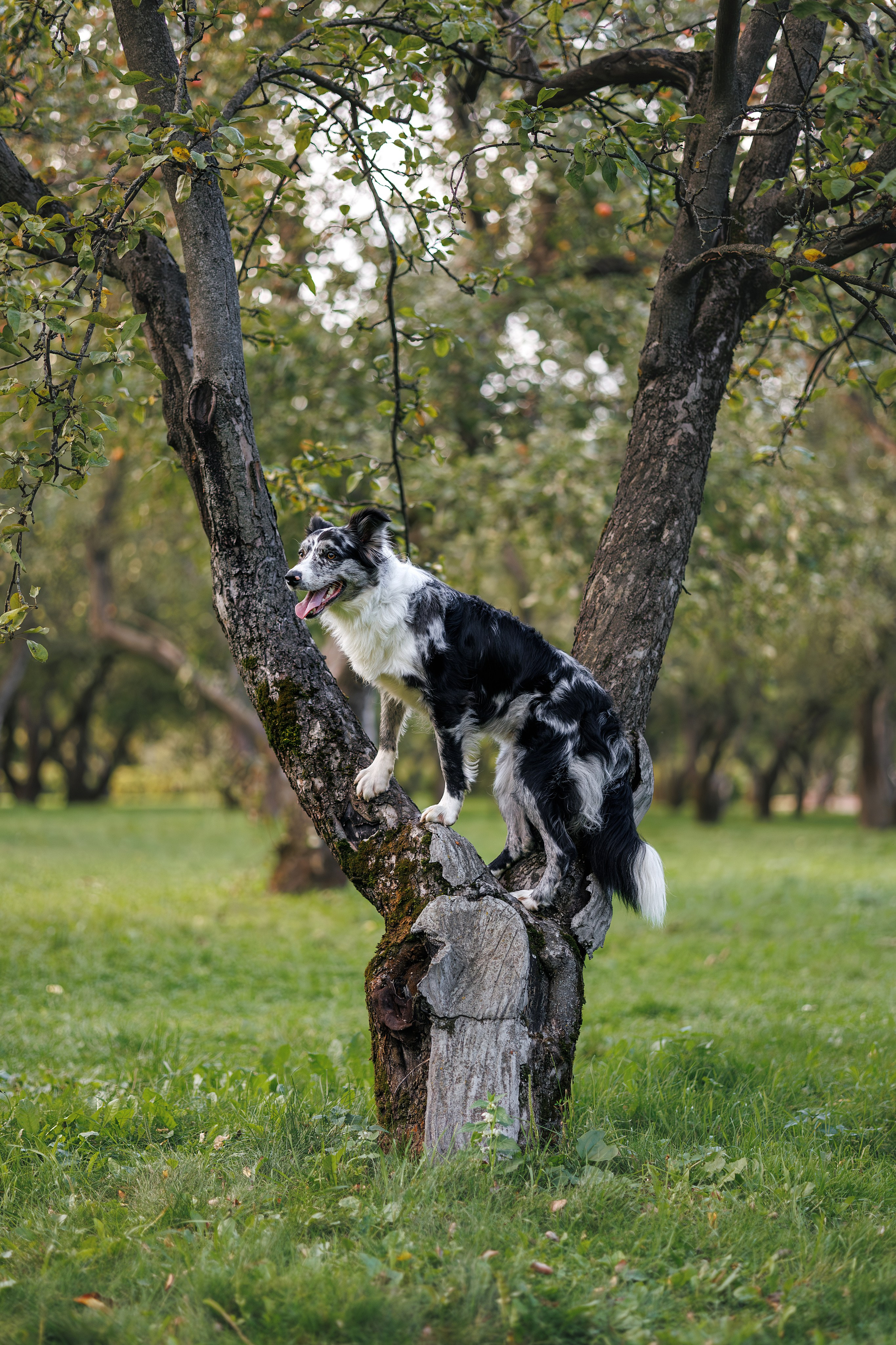 Бордер Колли. Фотограф Анималист в Москве Анастасия Жучкова