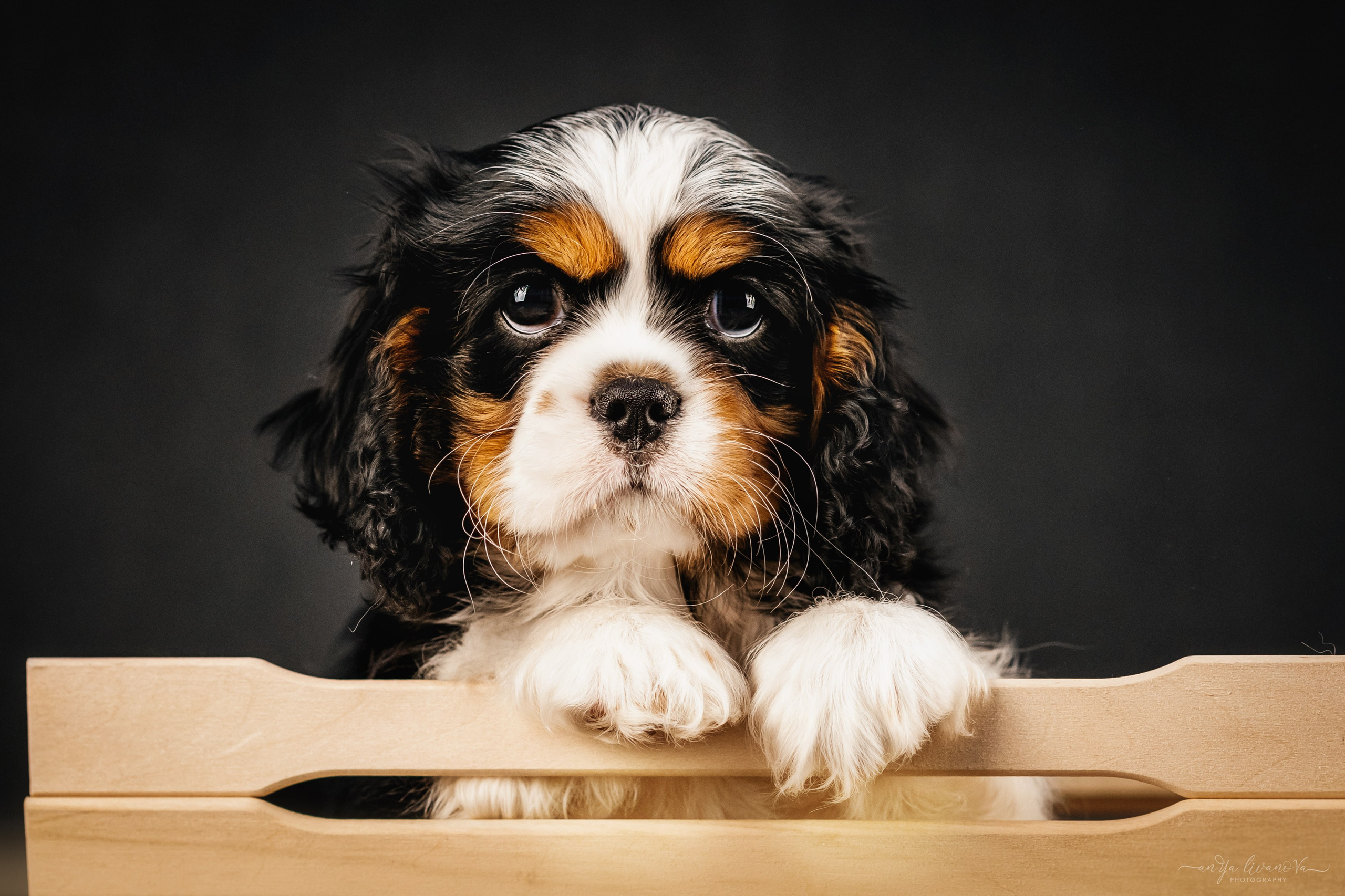 Кавалерчики. Фотограф анималист Аня Ливанова | Рыбинск