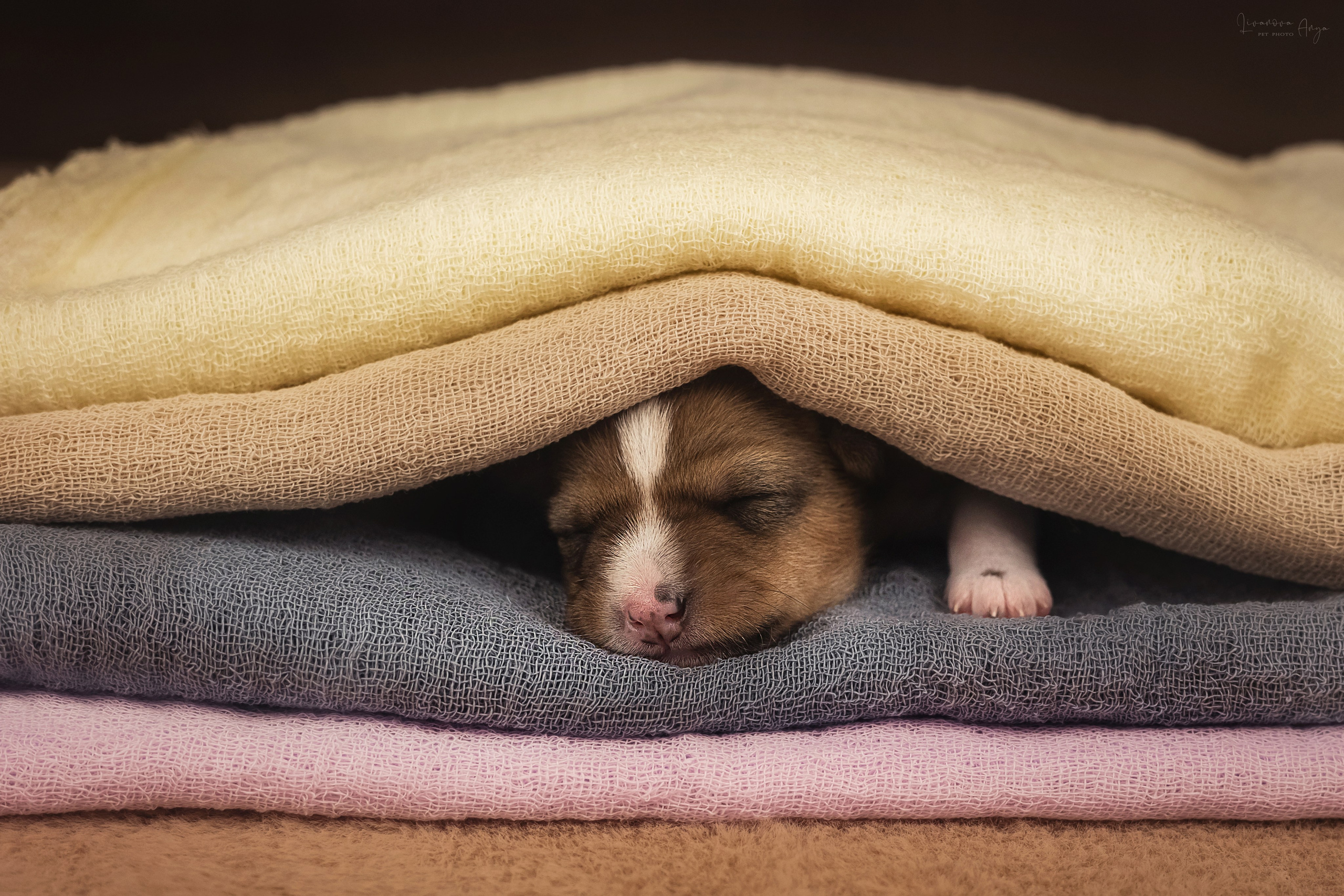 Басеньки. Фотограф анималист Аня Ливанова | Рыбинск