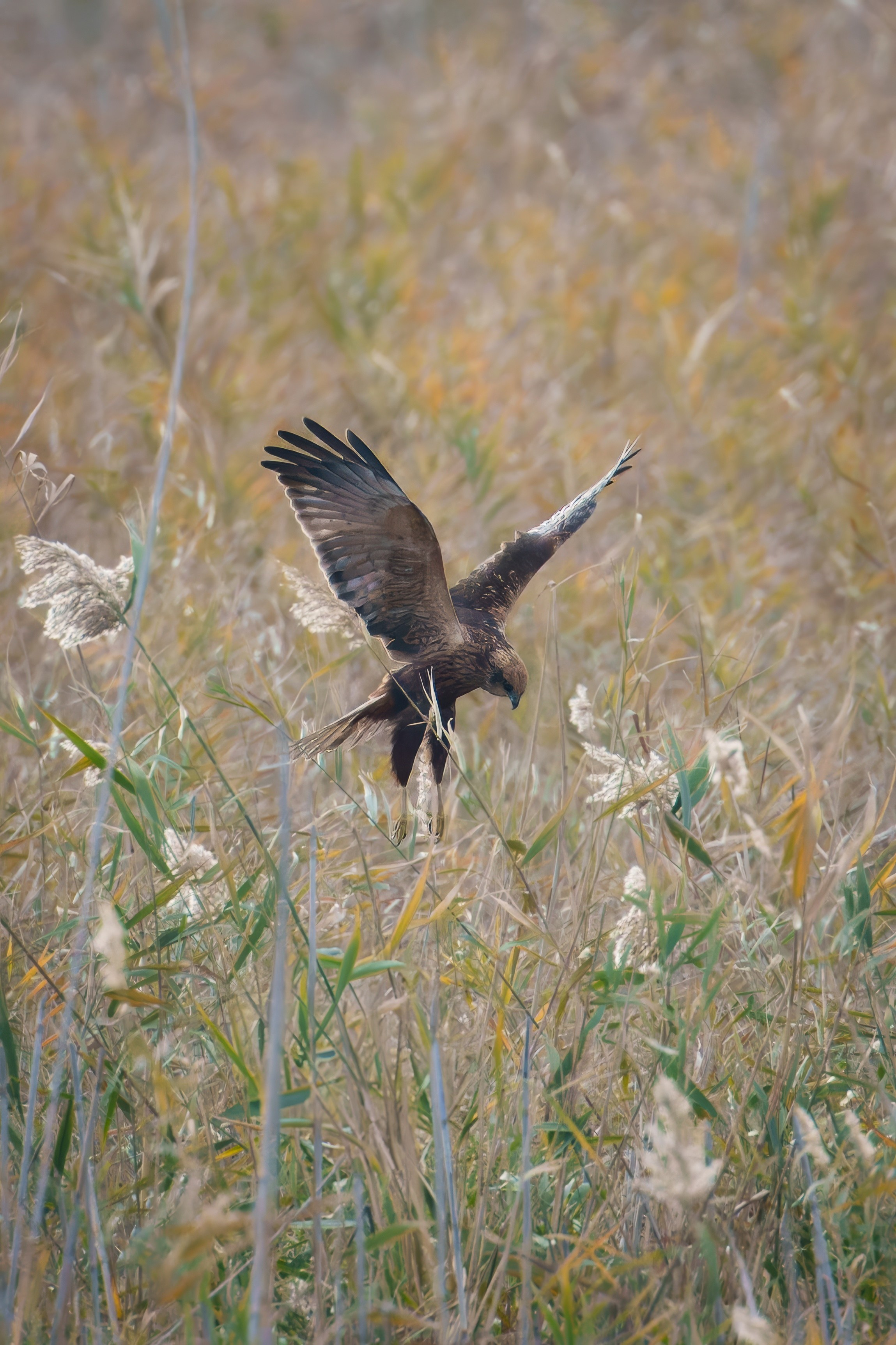 Болотный лунь