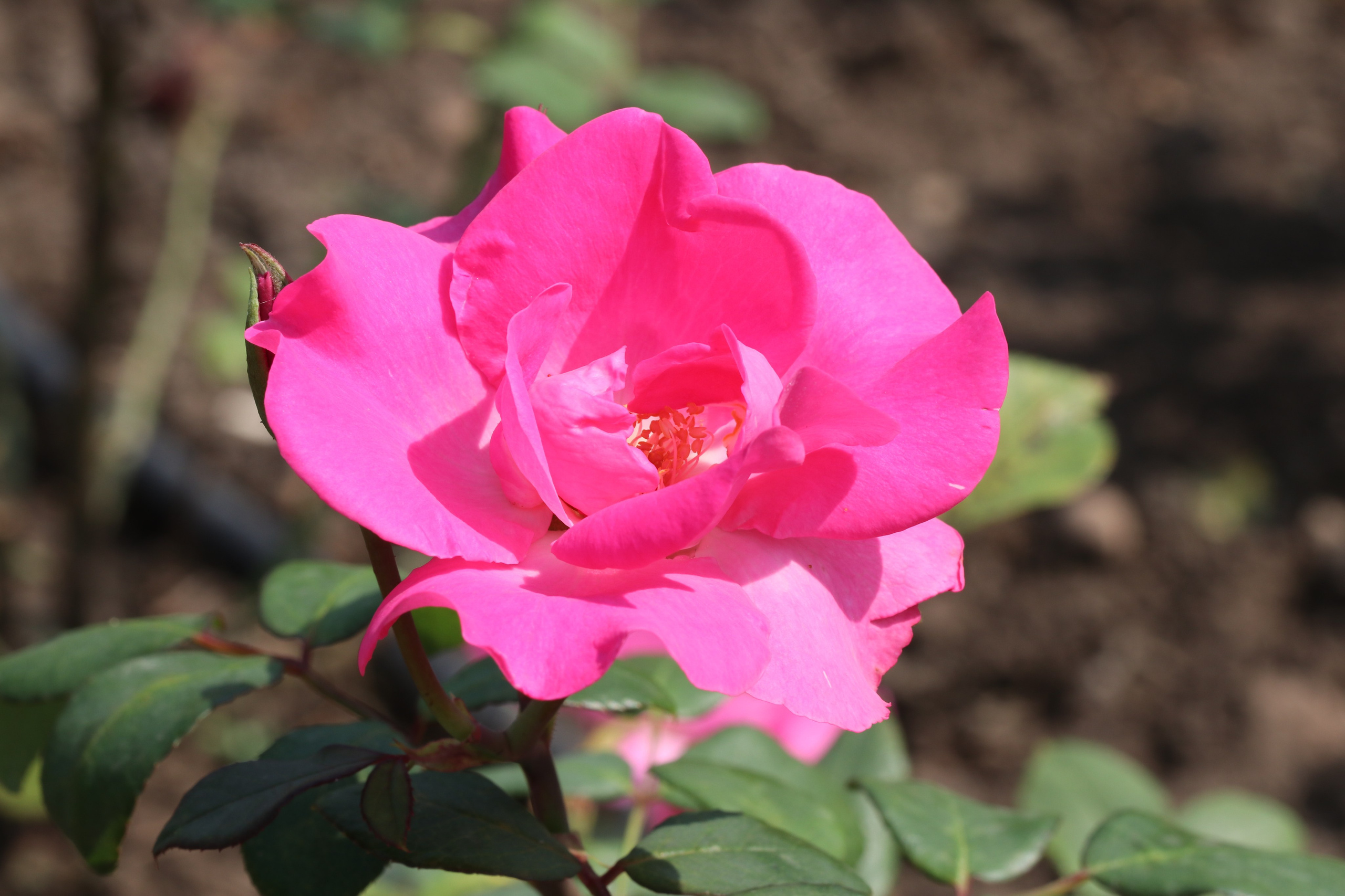 Долина роз в Кисловодске. Фото-художник и Репортажный фотограф Николаев Александр Алексеевич