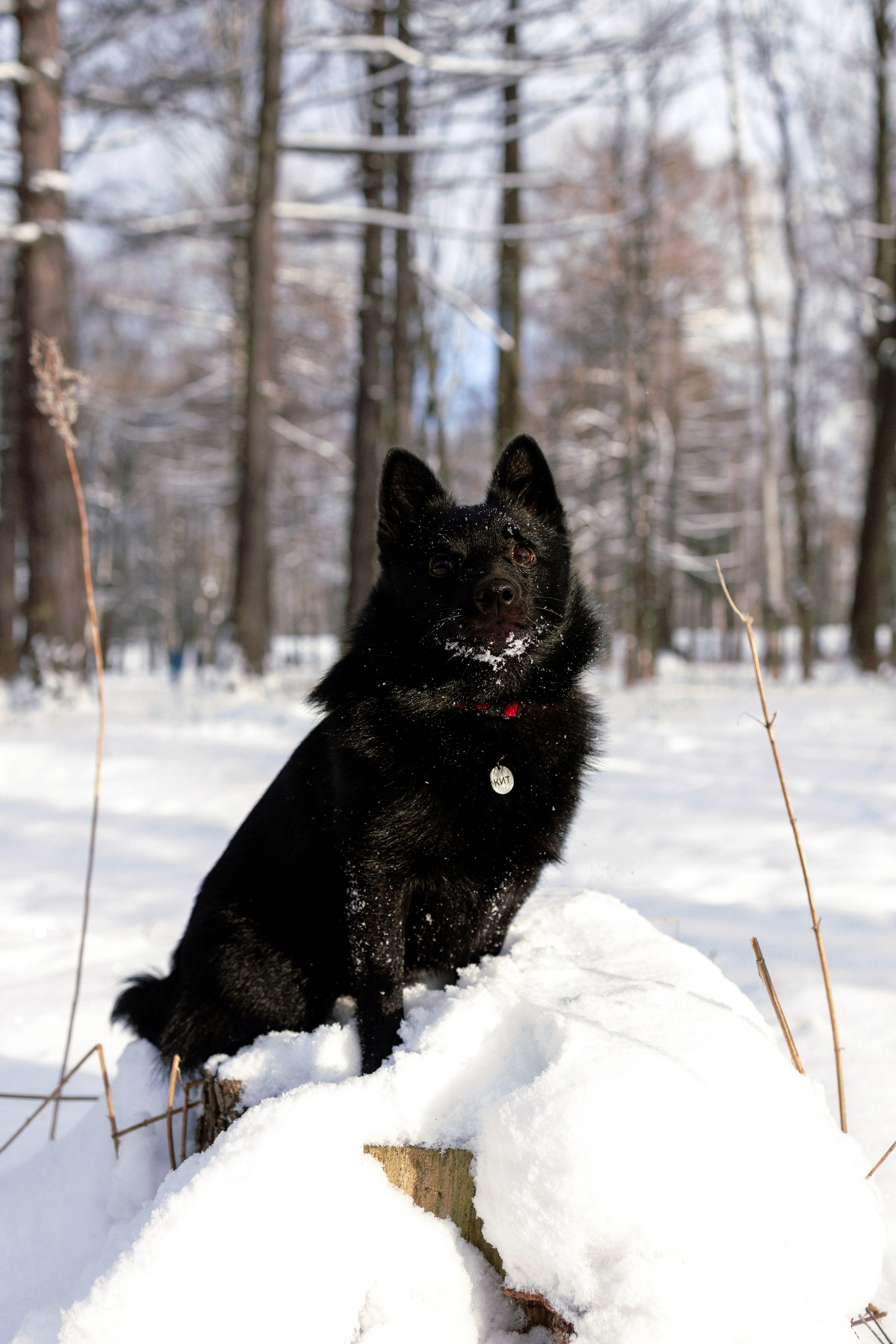 Юлия и Кит. Фотограф в Санкт-Петербурге Алёна Губинская