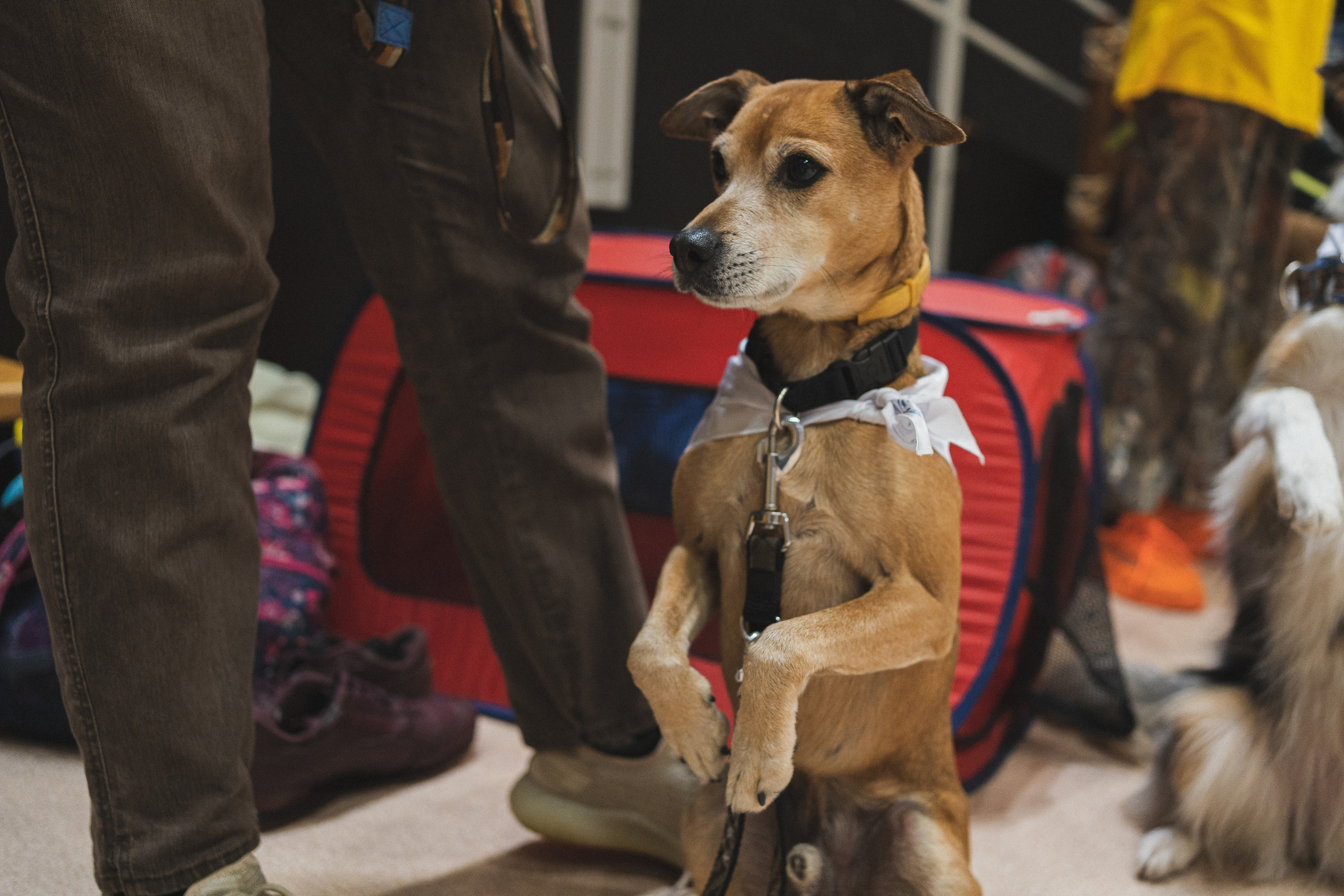 Семейный праздник «Доктор пес & компания» | 2022