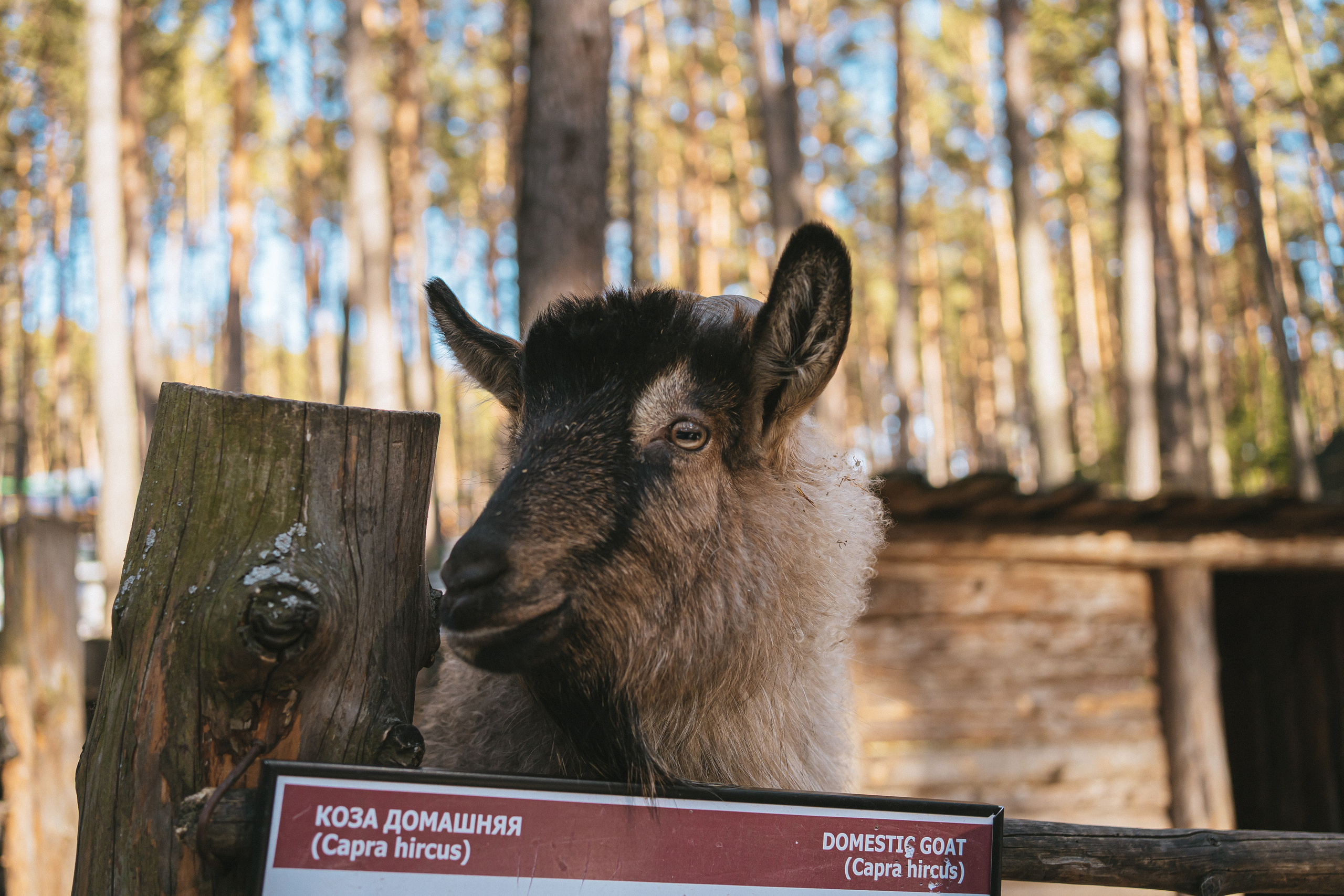 Всероссийская обучающая стажировка АВЦ в Кузбассе | 2022 | Кем-Белово-Новокуз