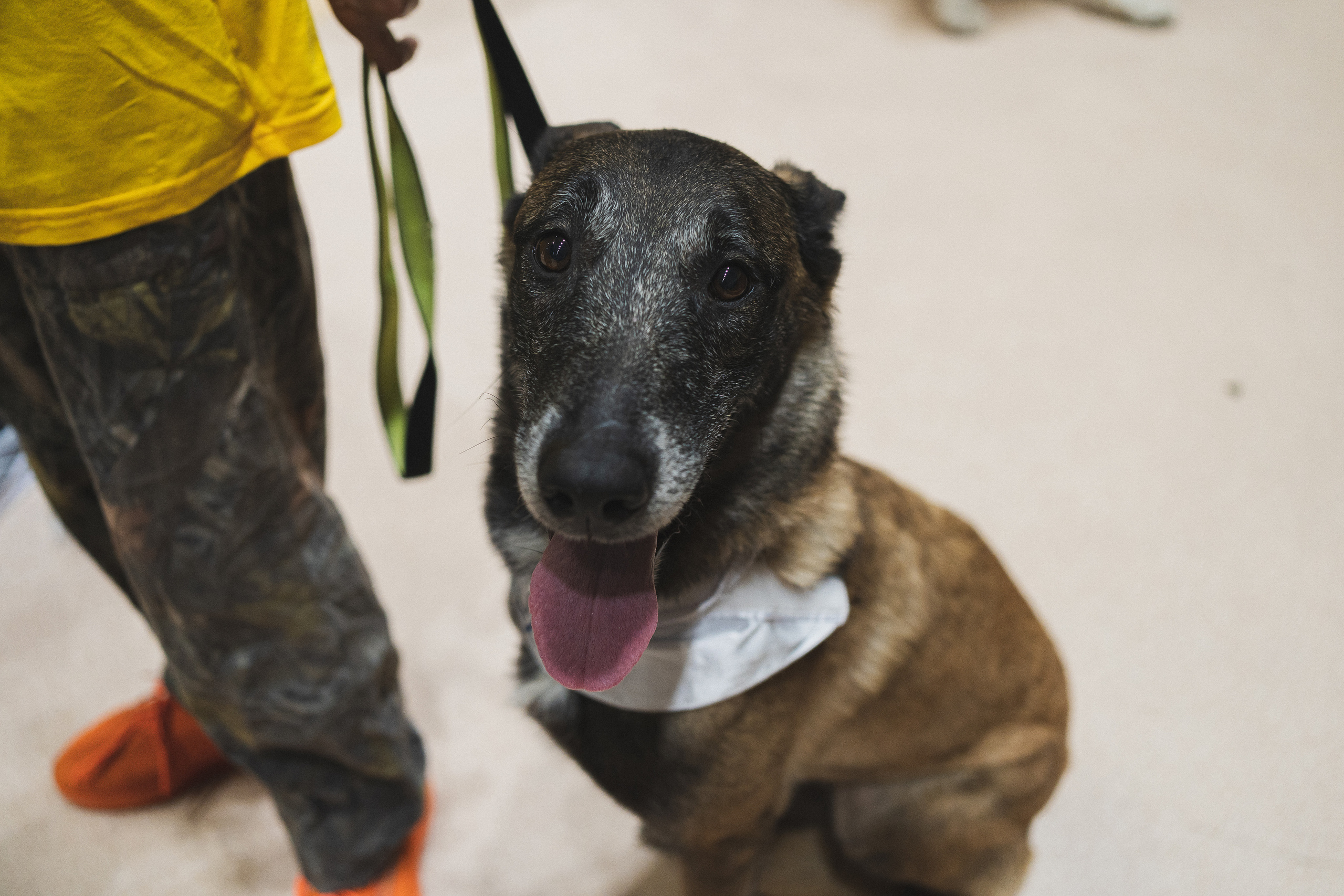 Семейный праздник «Доктор пес & компания» | 2022