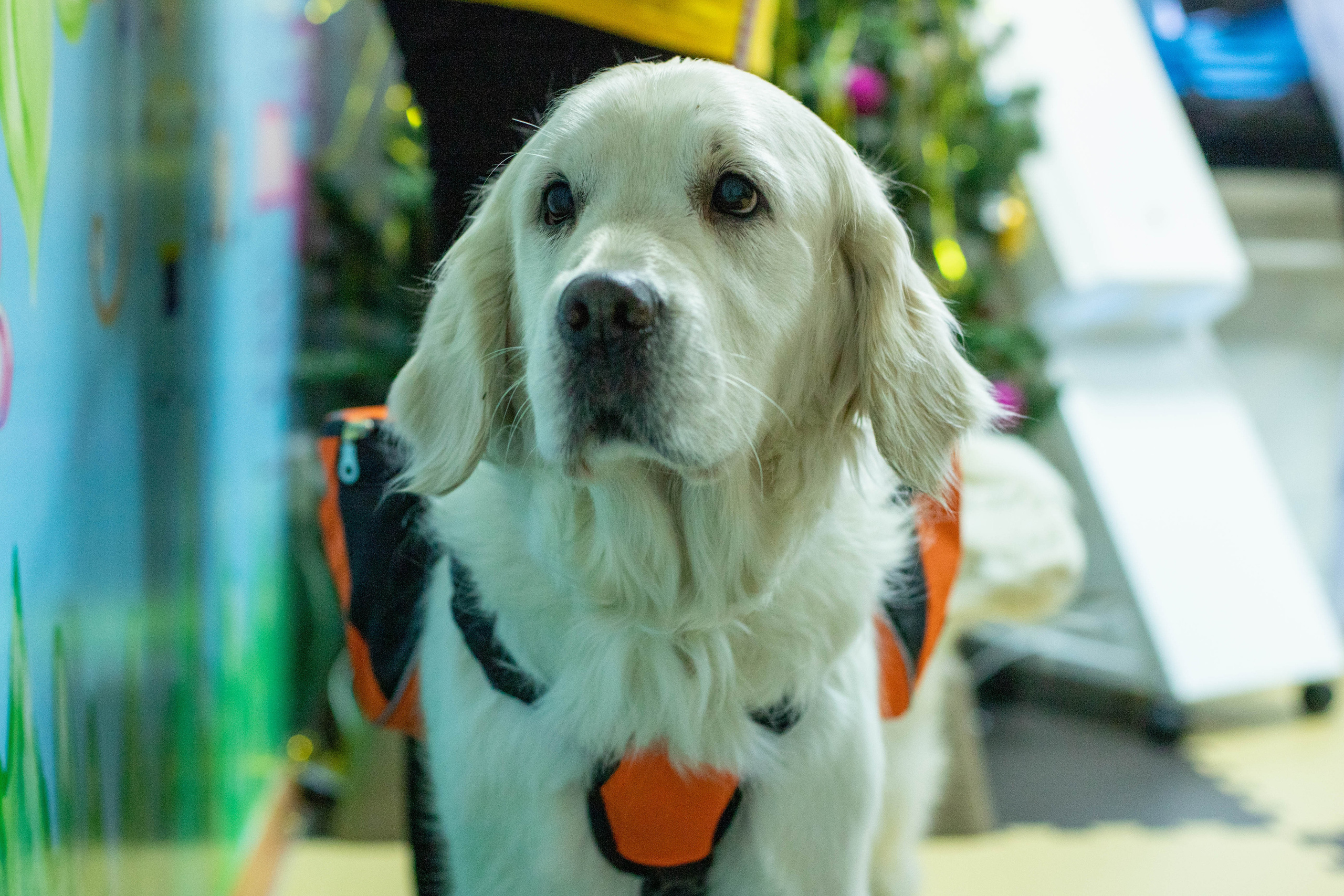 Доктор Пес: канистерапия для детей и подростков с ОВЗ | Кемерово | 2021-2022